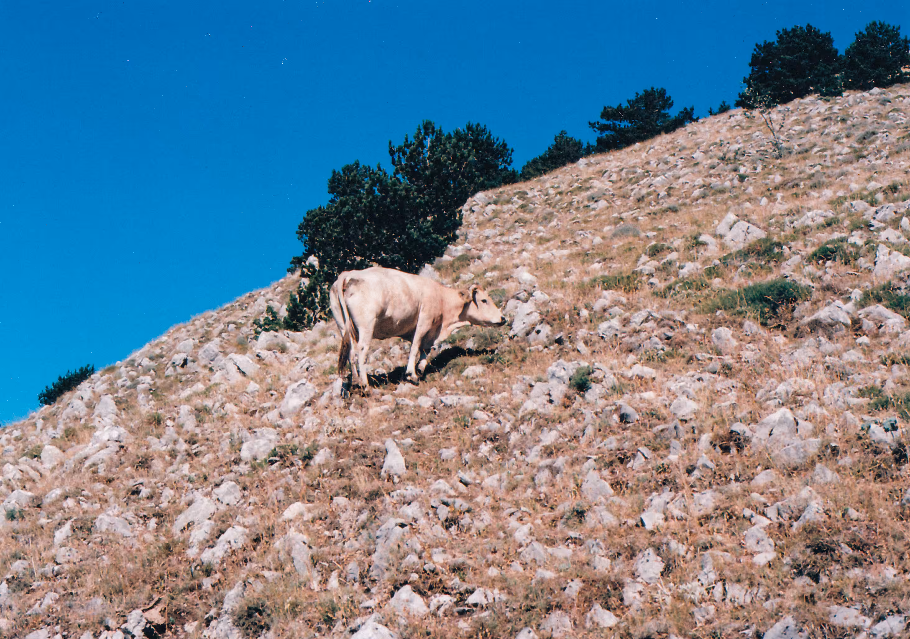 Chroma: The Cow