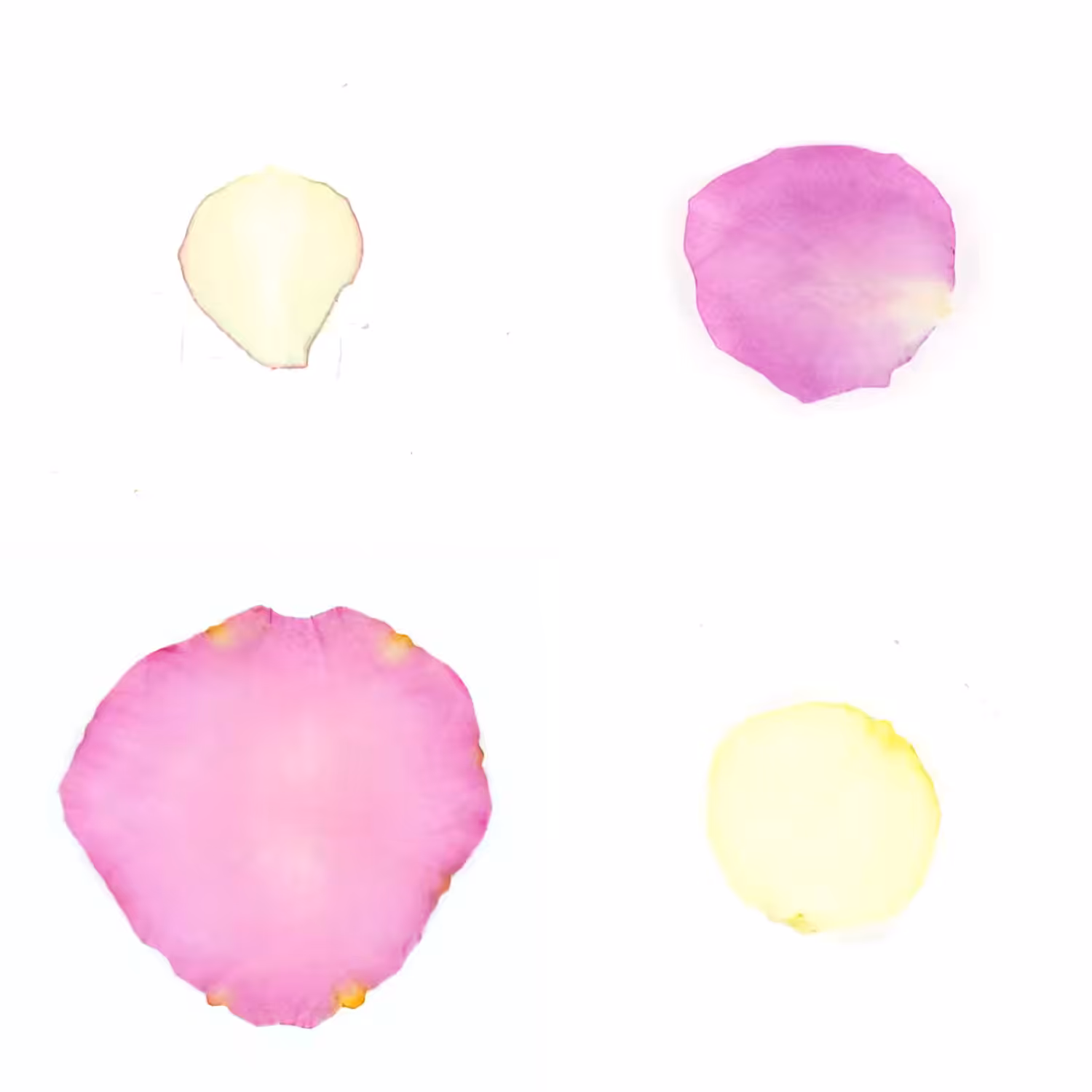 Infinite Petals 2x2#3116