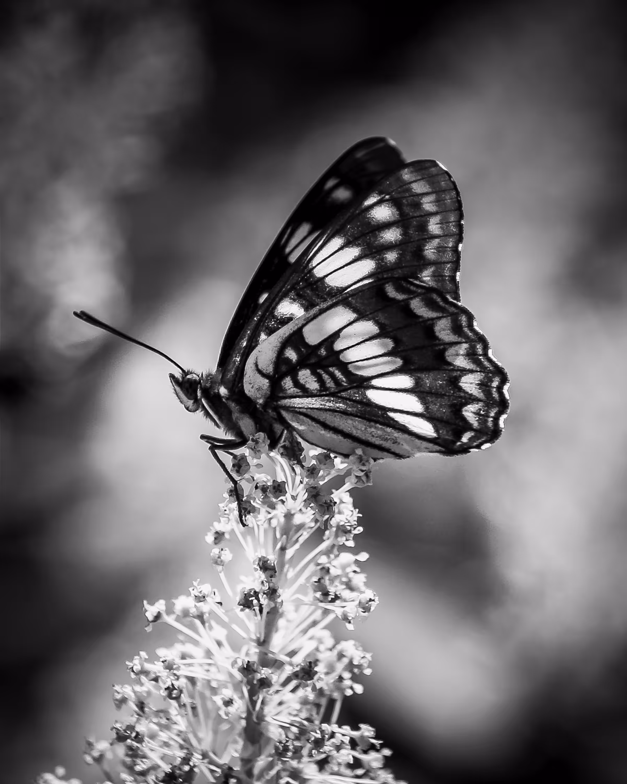 The Almost Famous Butterfly