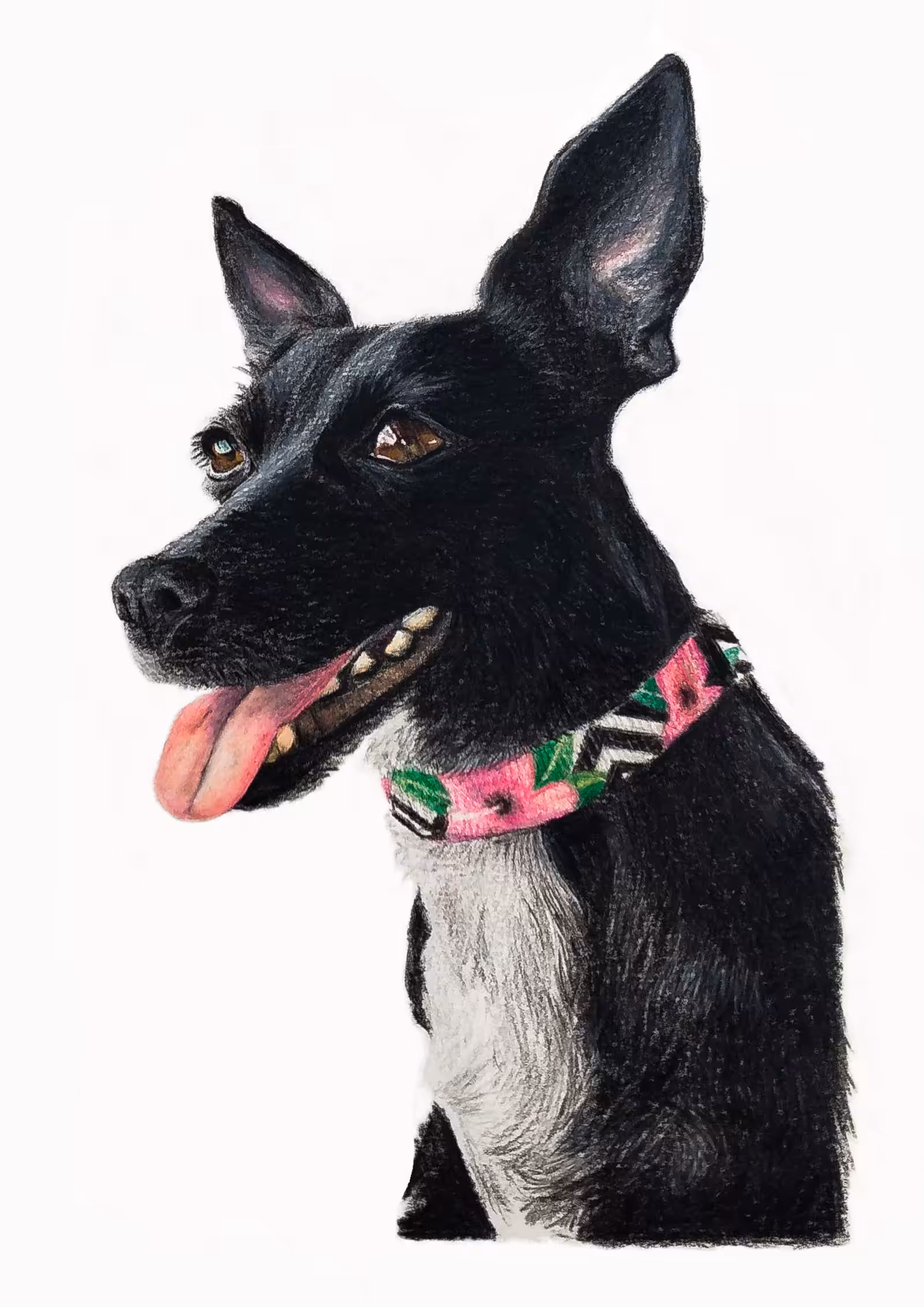 Nina, The Black Beauty