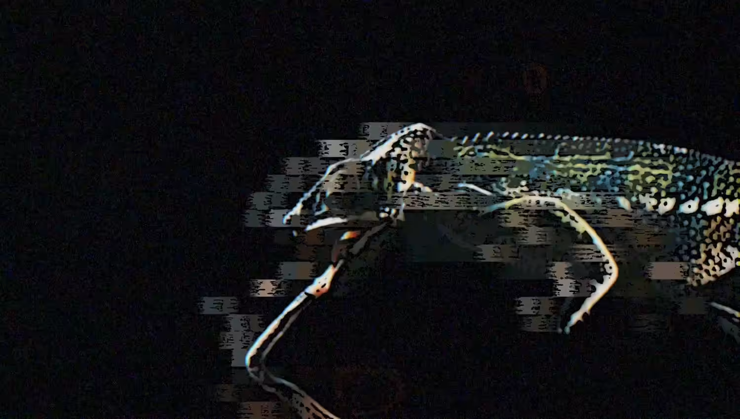 META-MORPHS