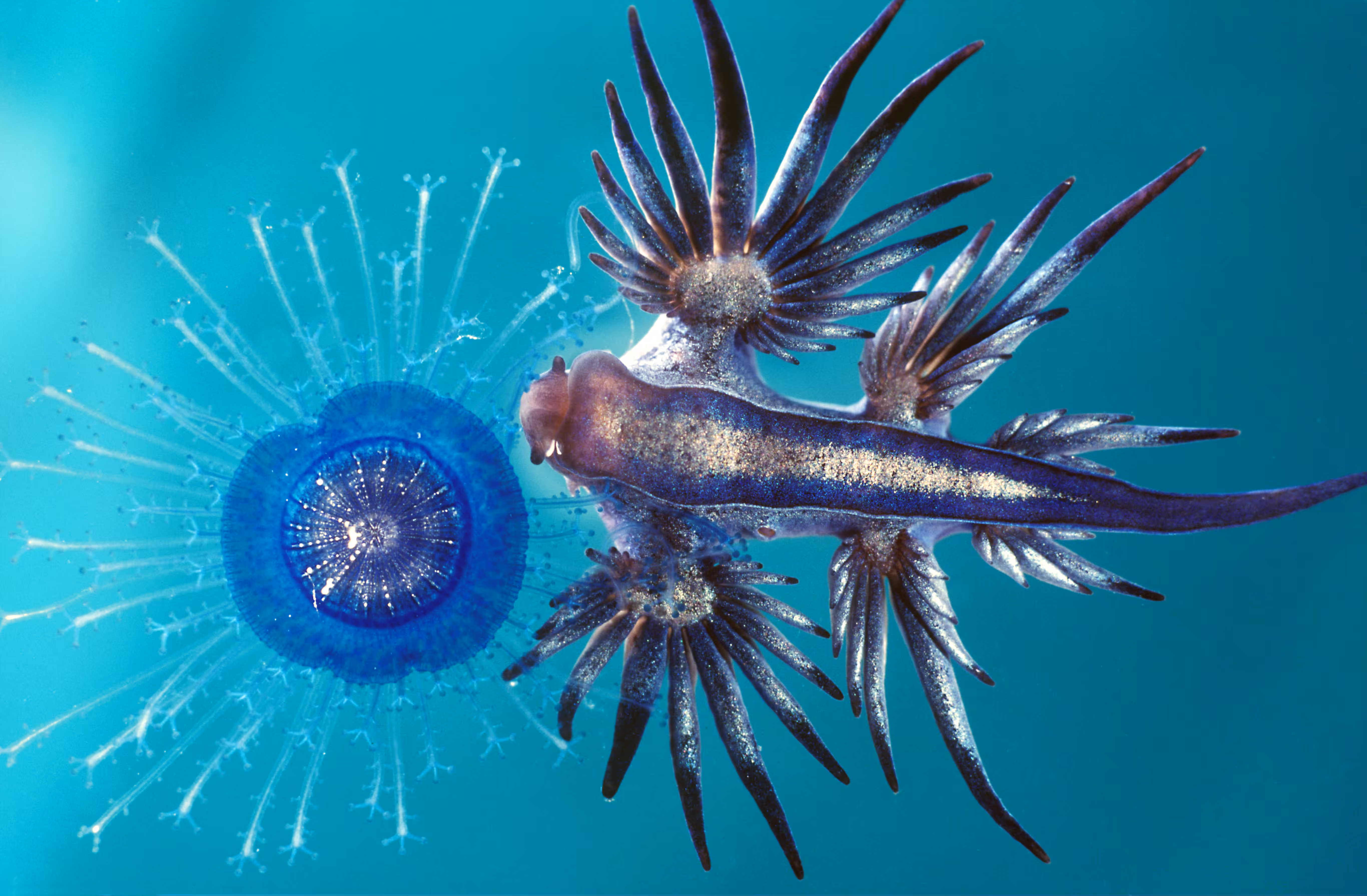 Invisible Oceans Founder's Collection: Invisible Oceans #65: Glaucus & Porpita I