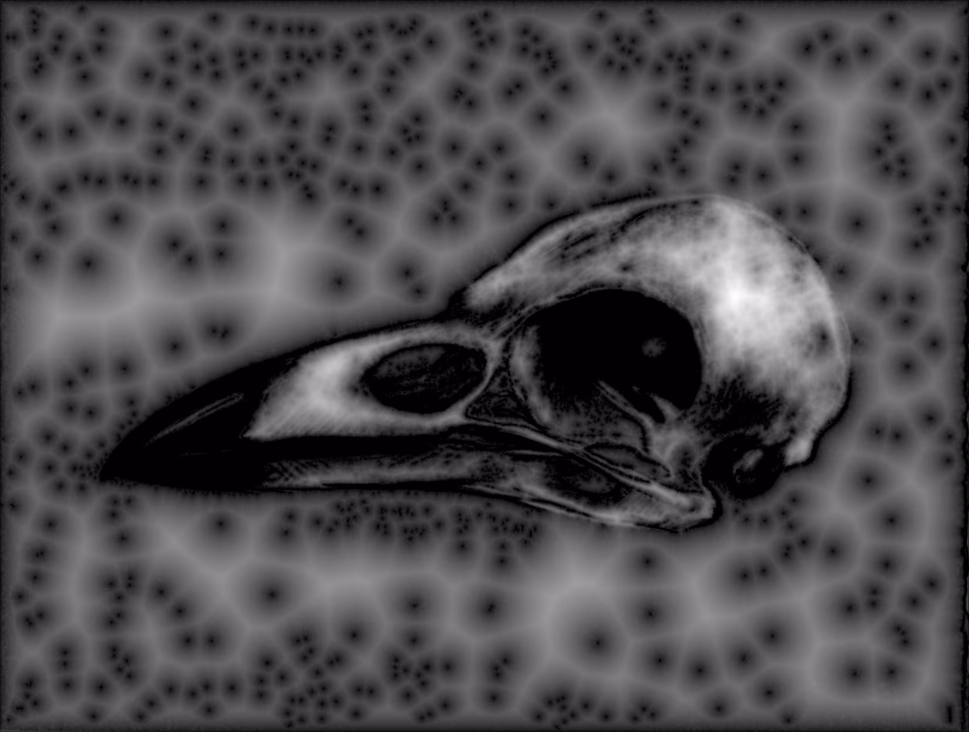 Crow Skull v.1 Mitosis