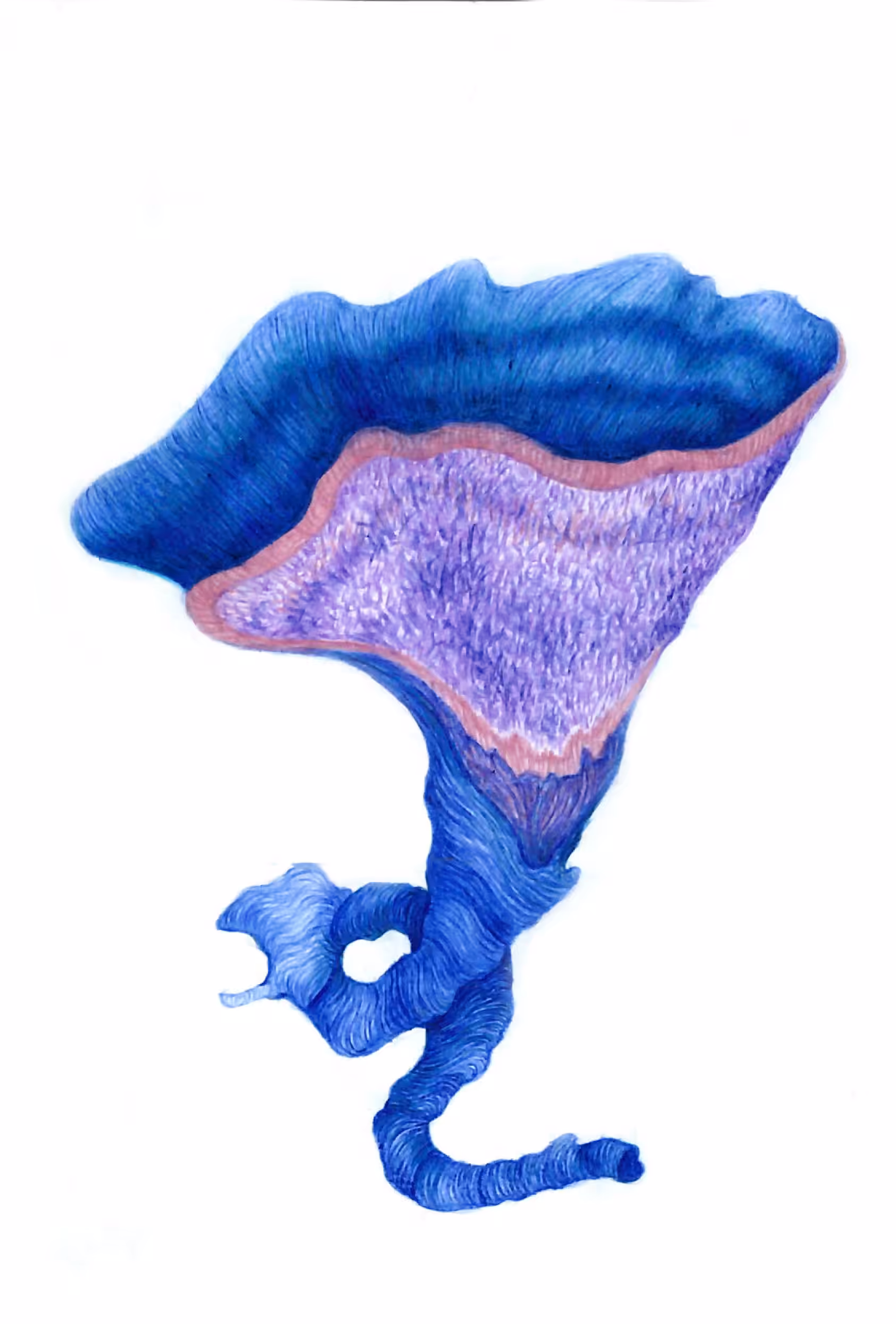 Mushroom of immortality