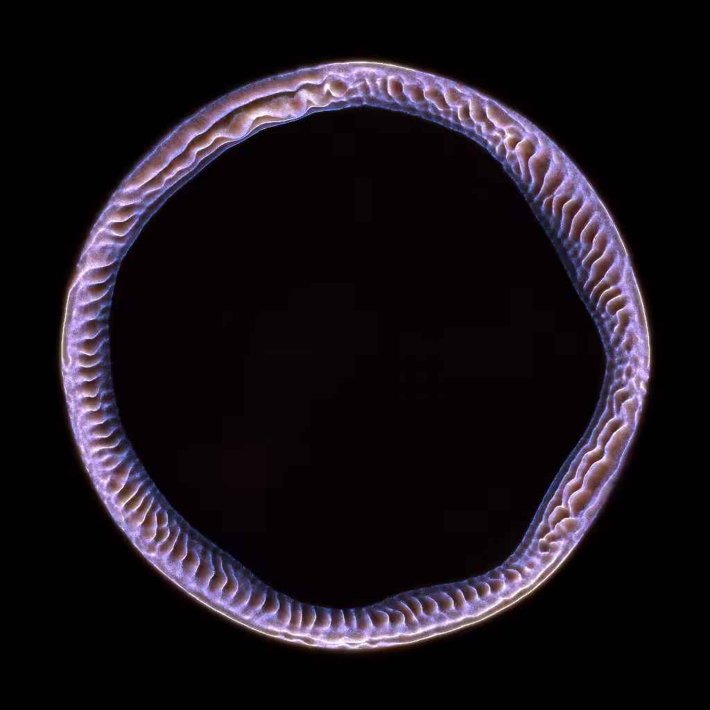 PETRI #2