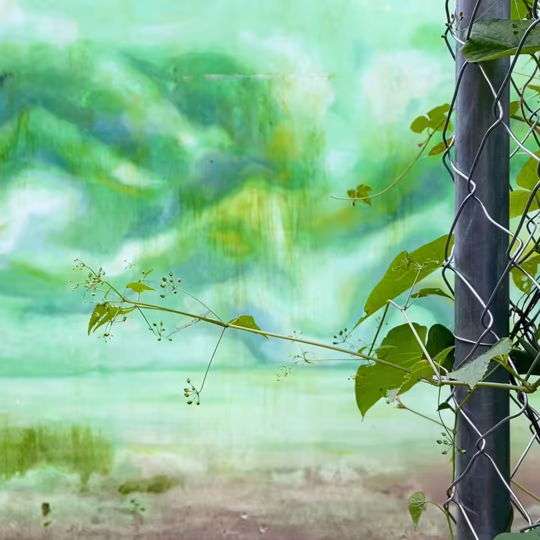 MOMENT#32 (Vine outgrowing fence)