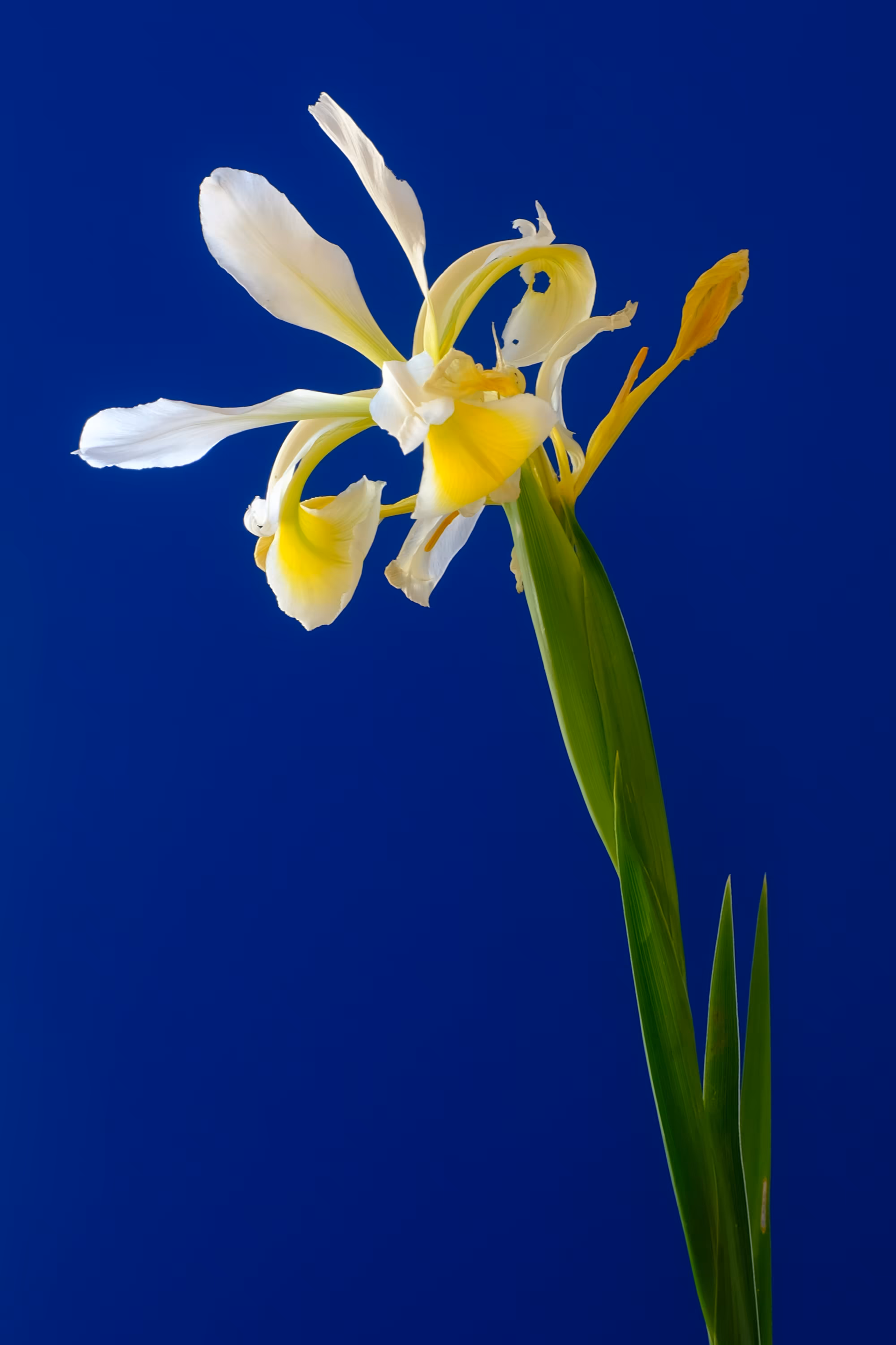 Floriography.8