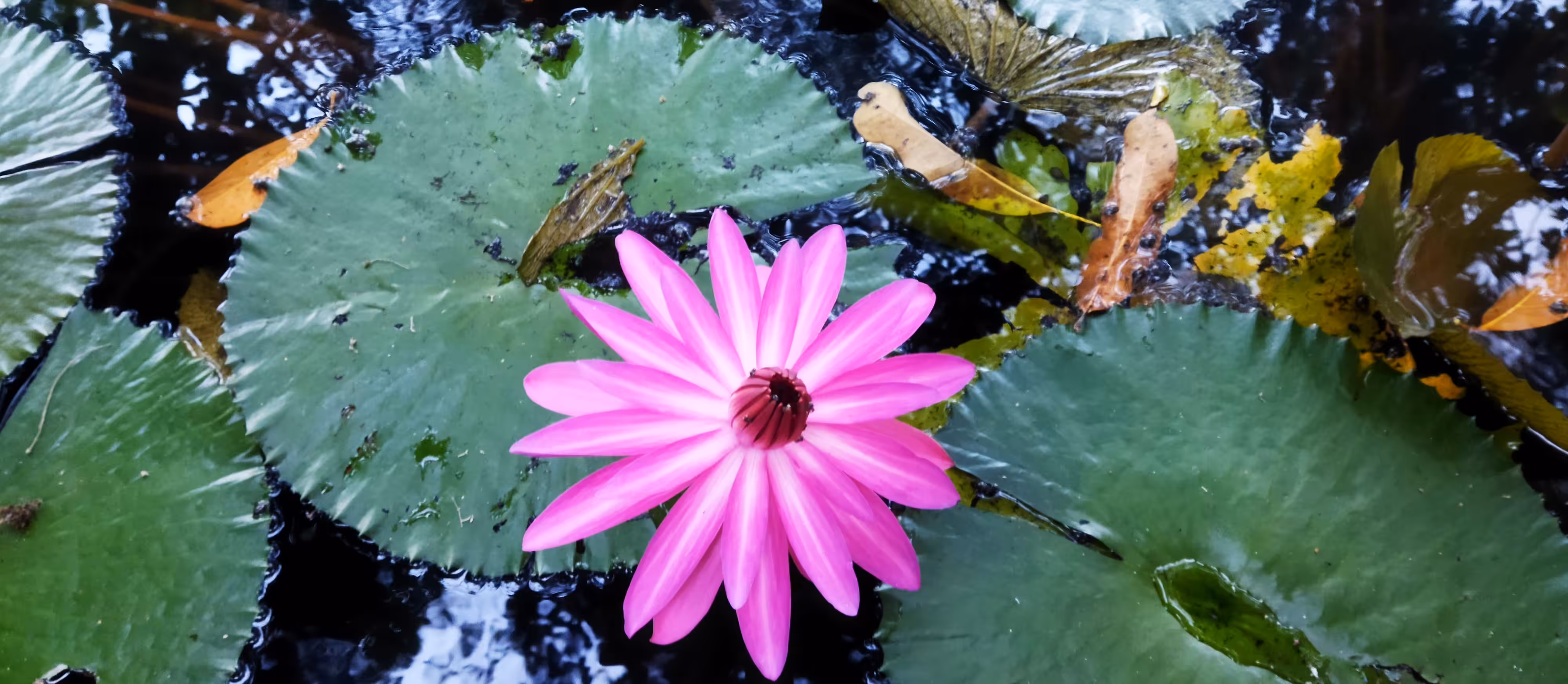 The Pink Lotus 