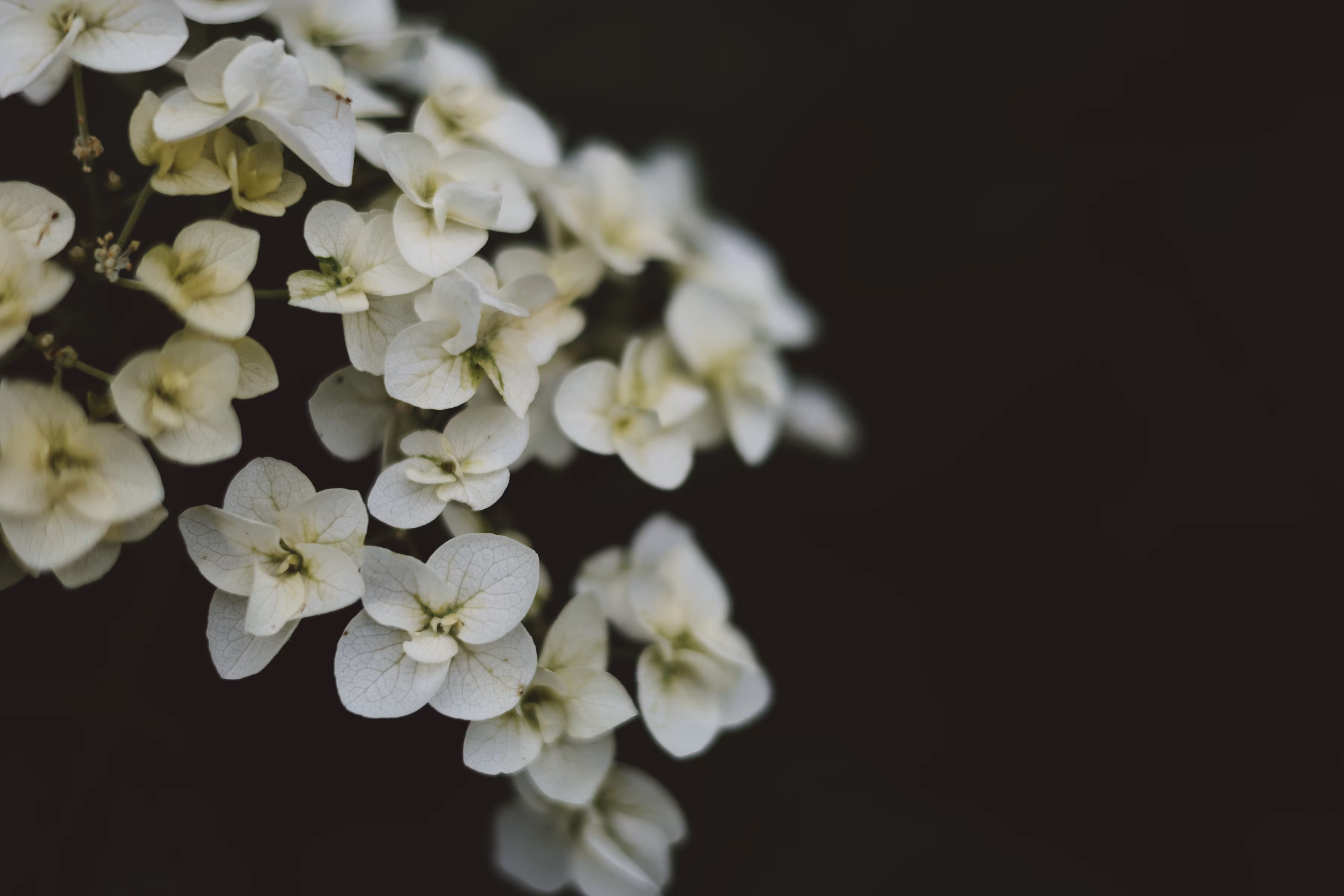 _simple beauty