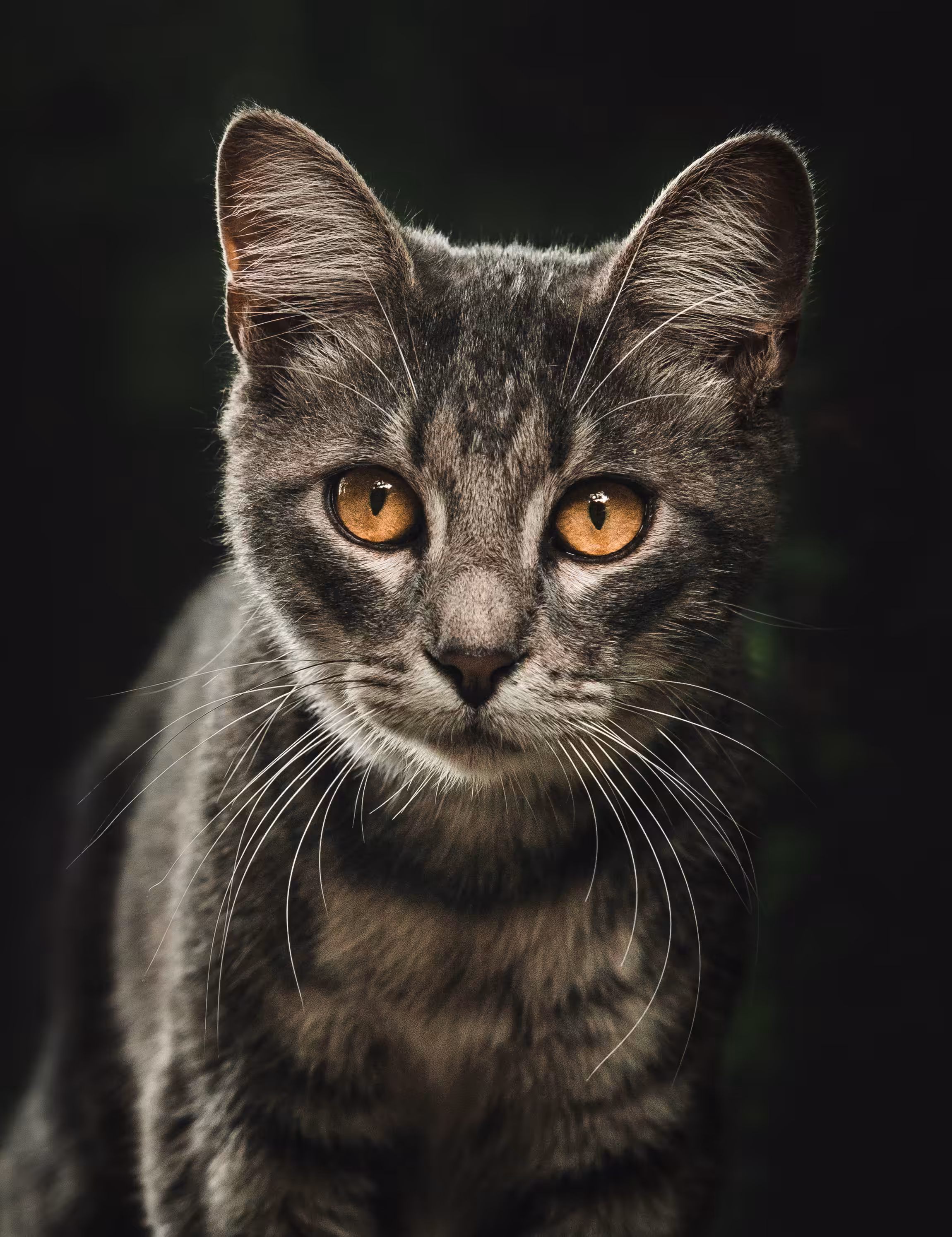 All Seeing Eyes