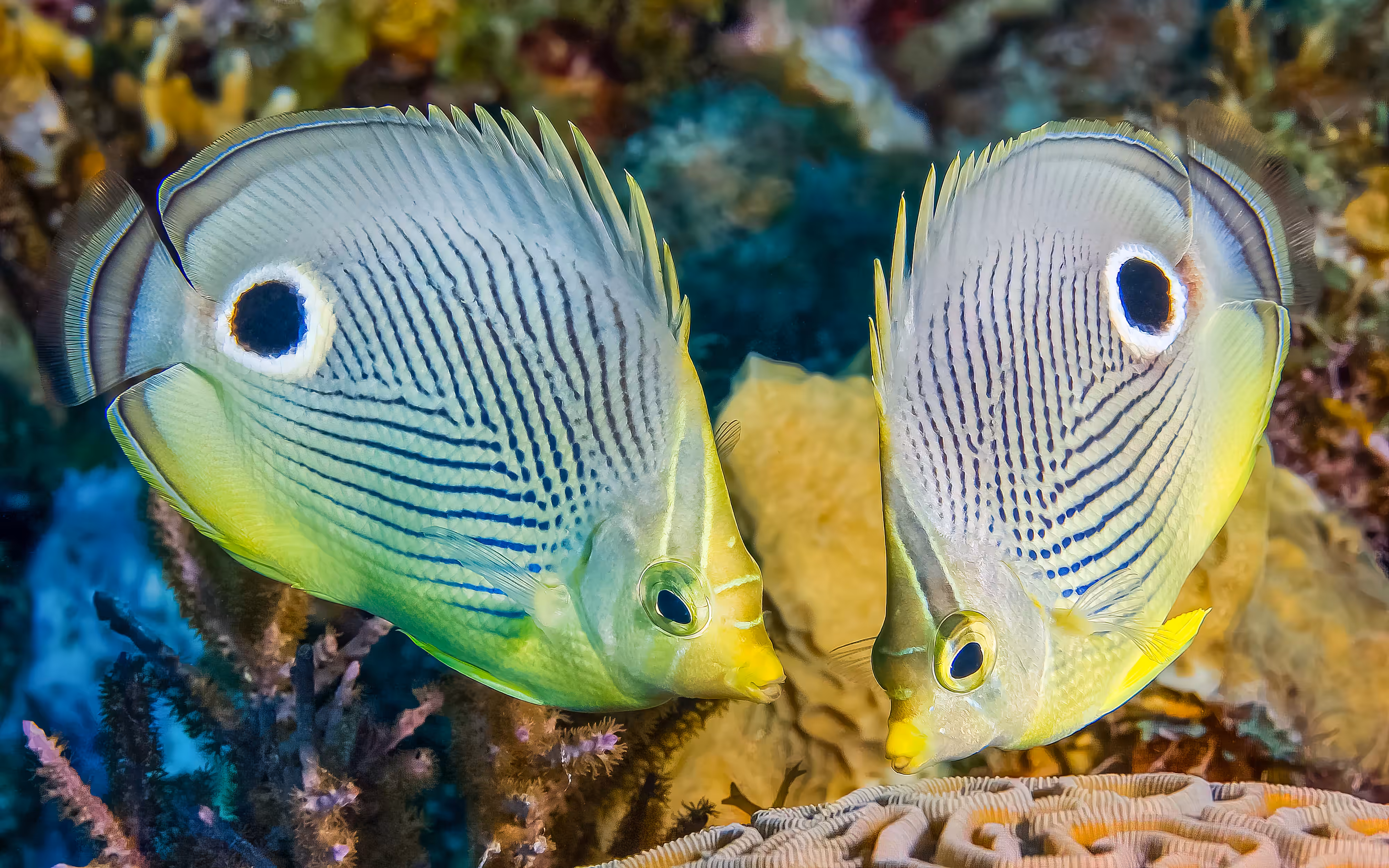 Gossip