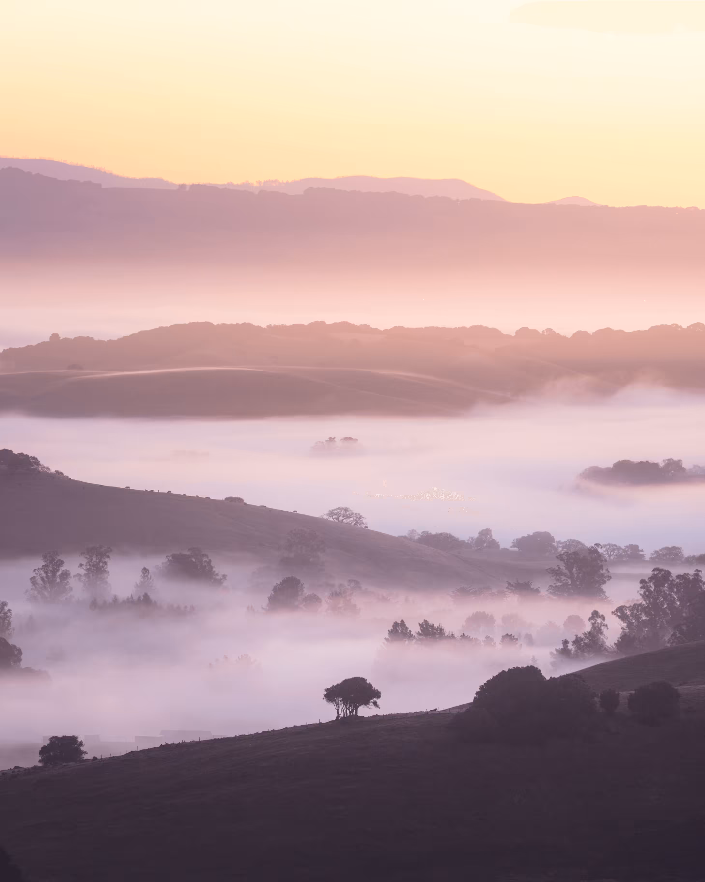 A Symphony of Fog #7