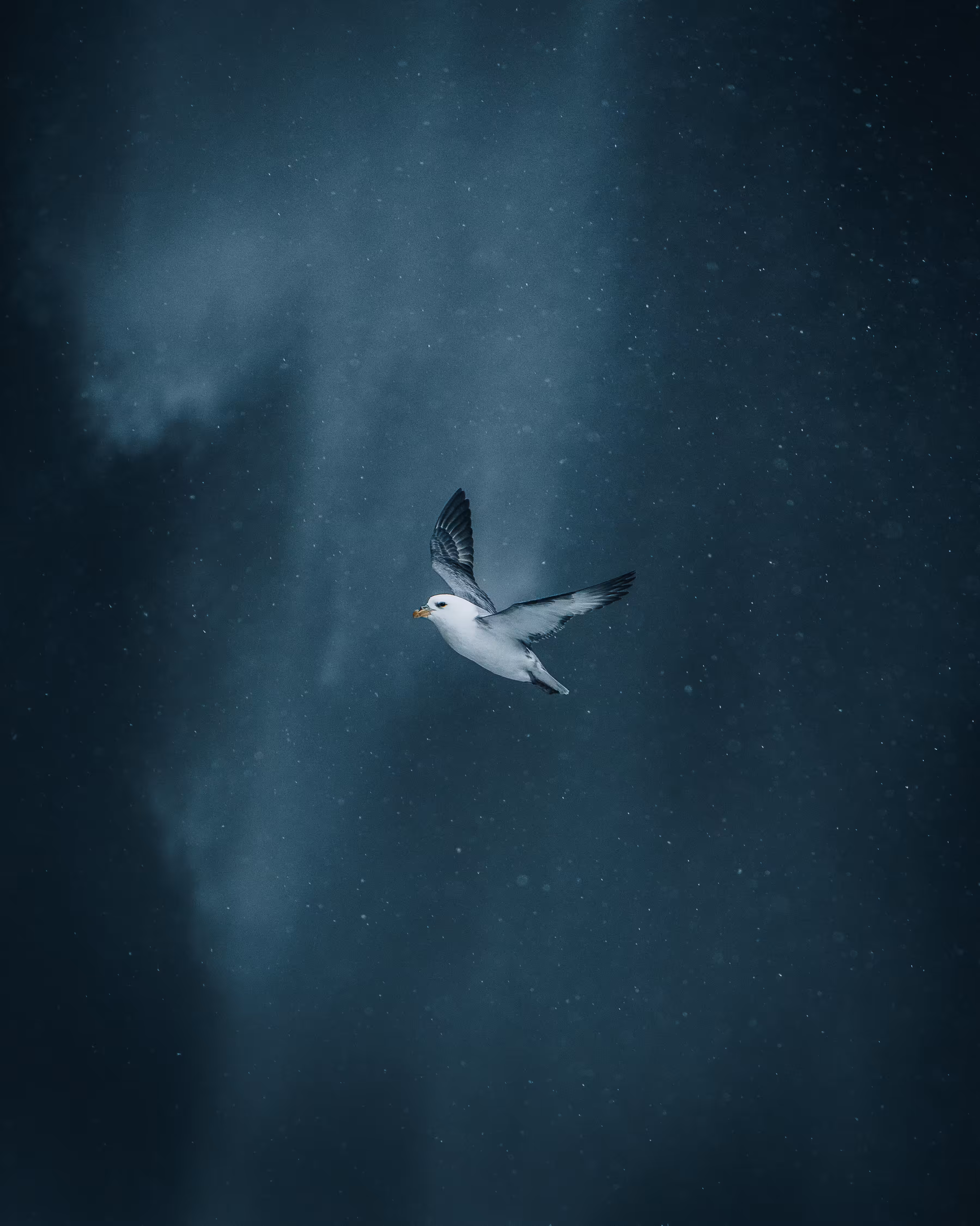 Suspended In Time