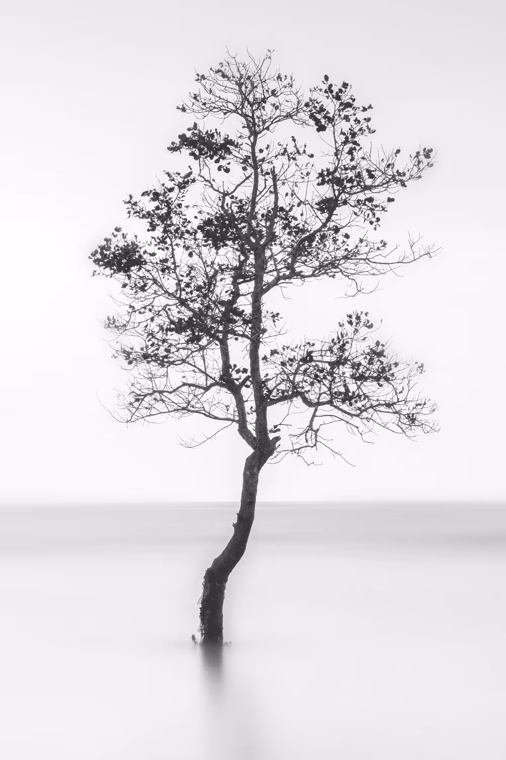 Tree growing in the sea.