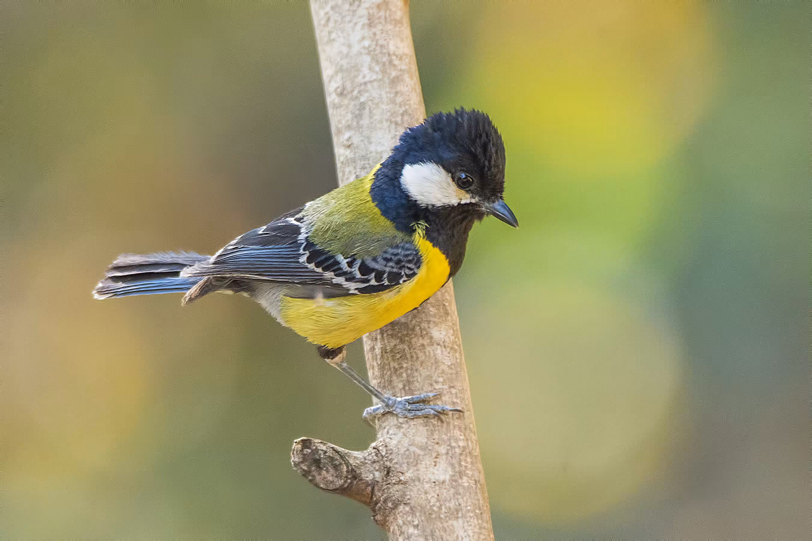 Green Backed Tit
