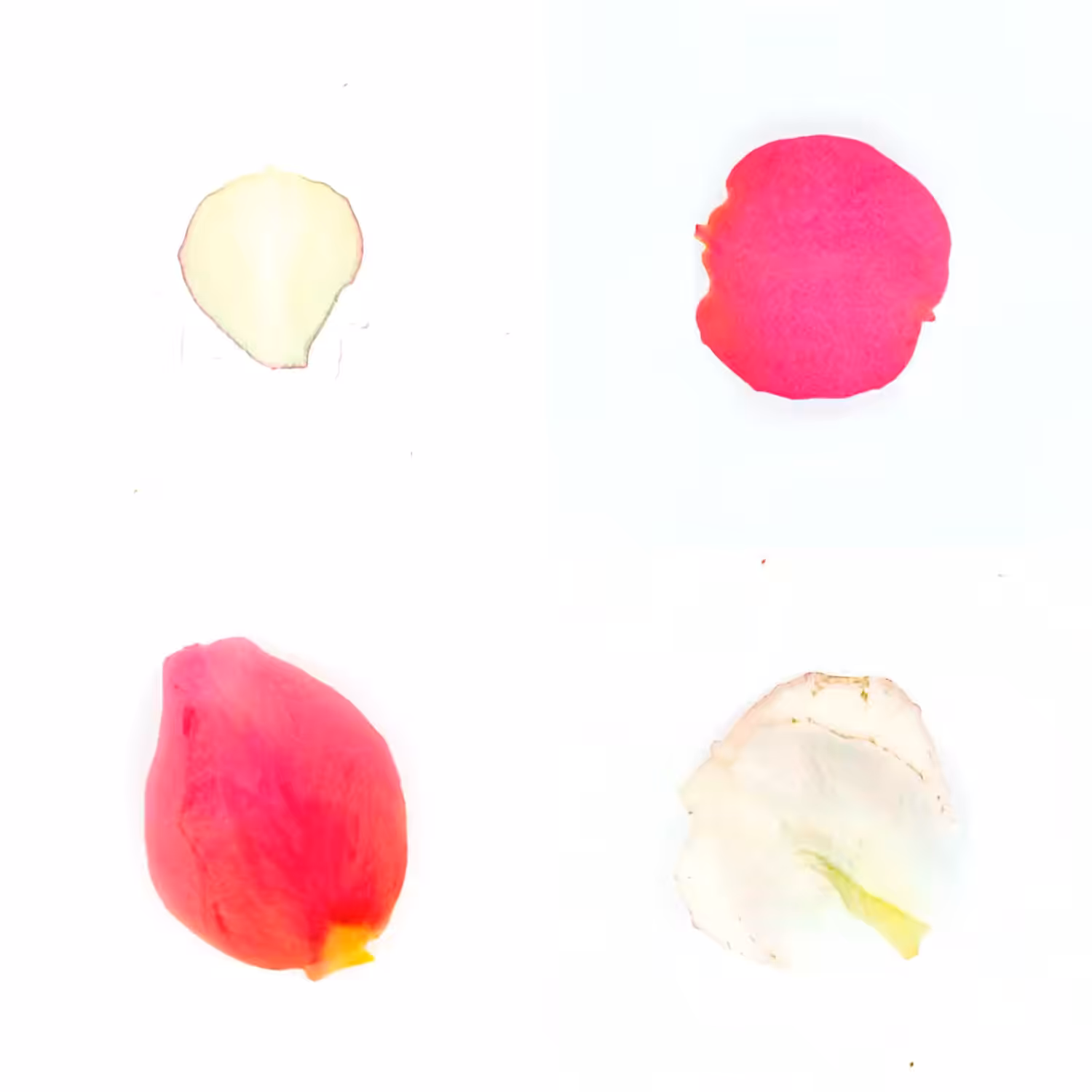 Infinite Petals 2x2#20357