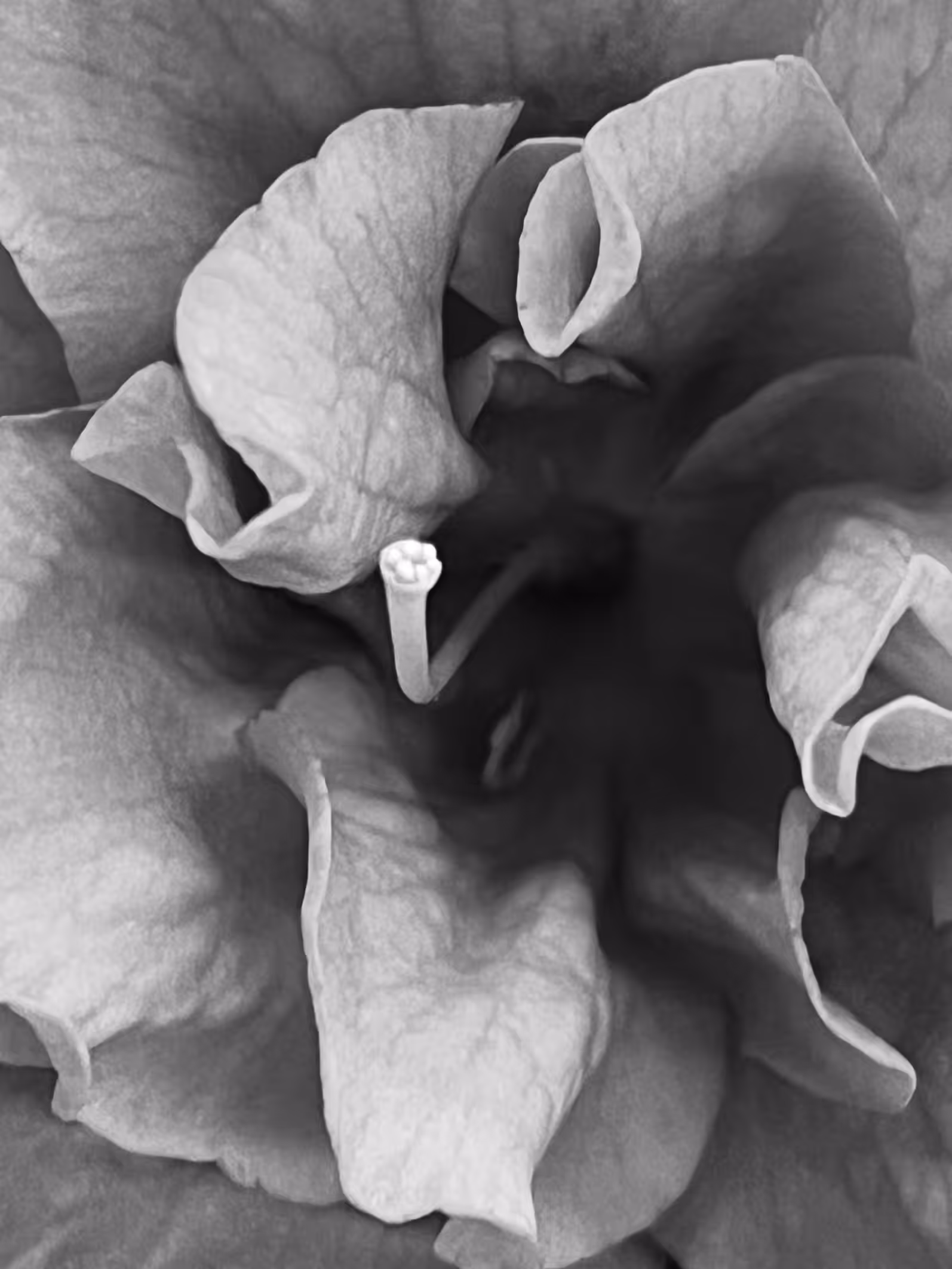 Monochrome Bloom