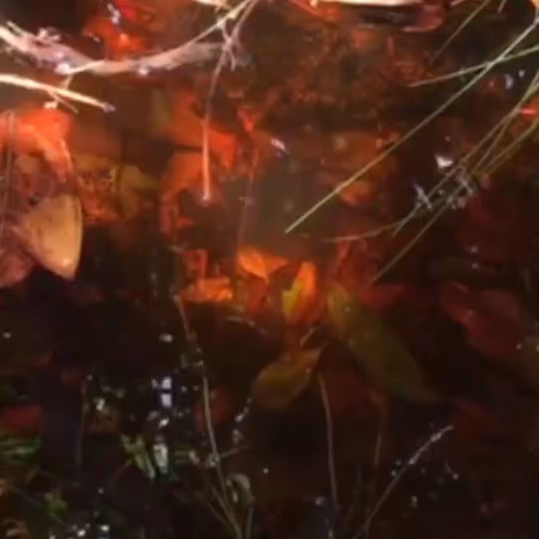 dá uma fragada