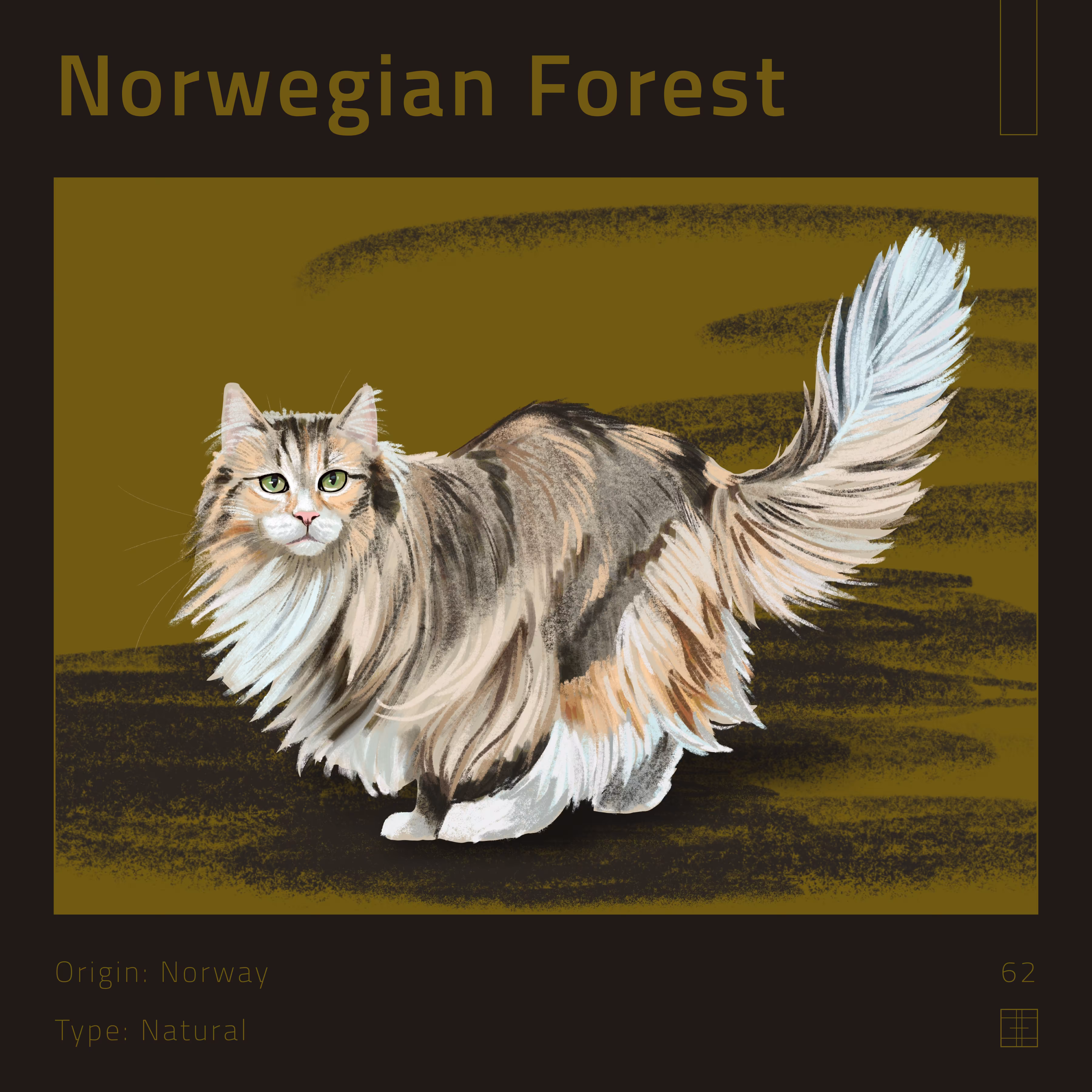 62 – Norwegian Forest