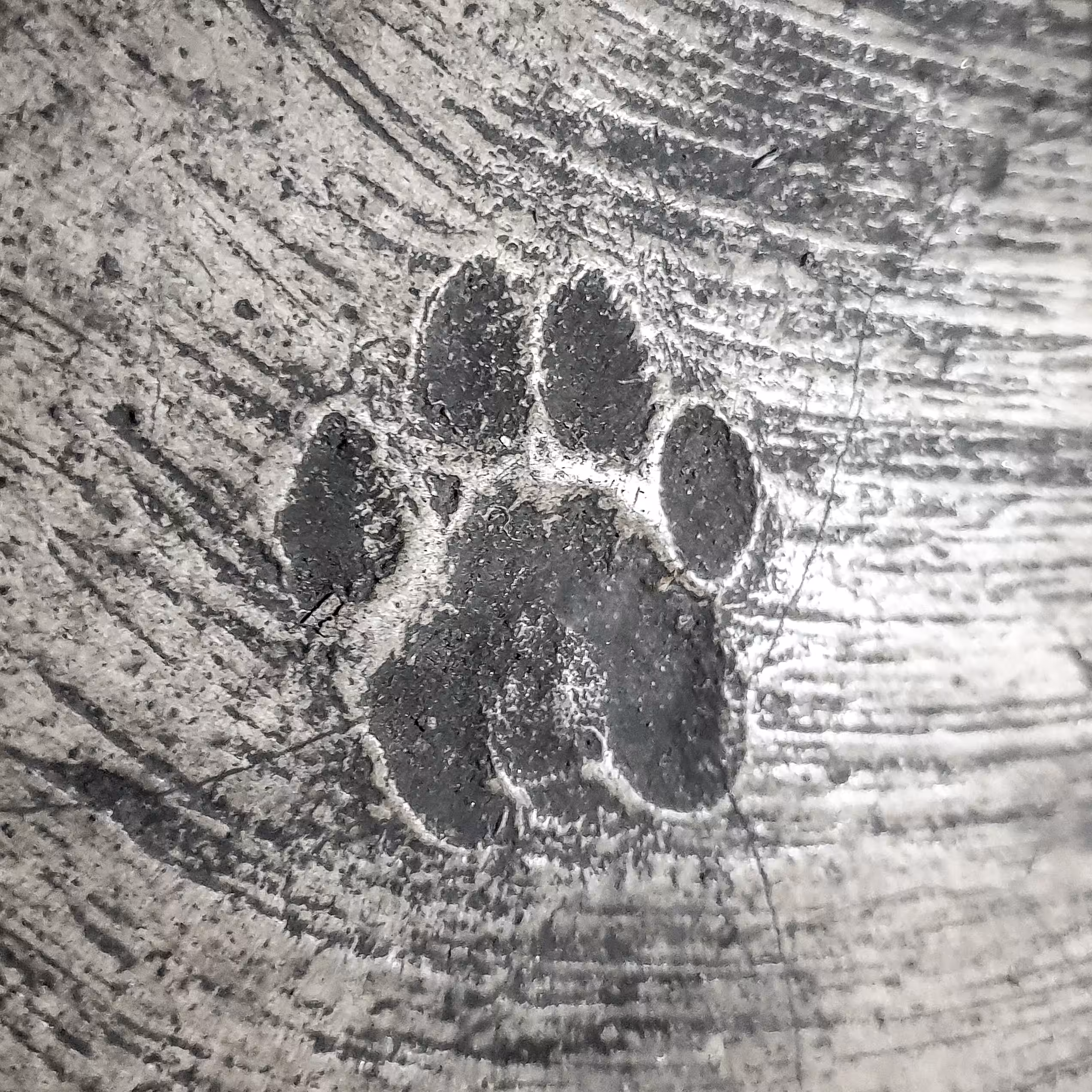 PAWZILLA #2