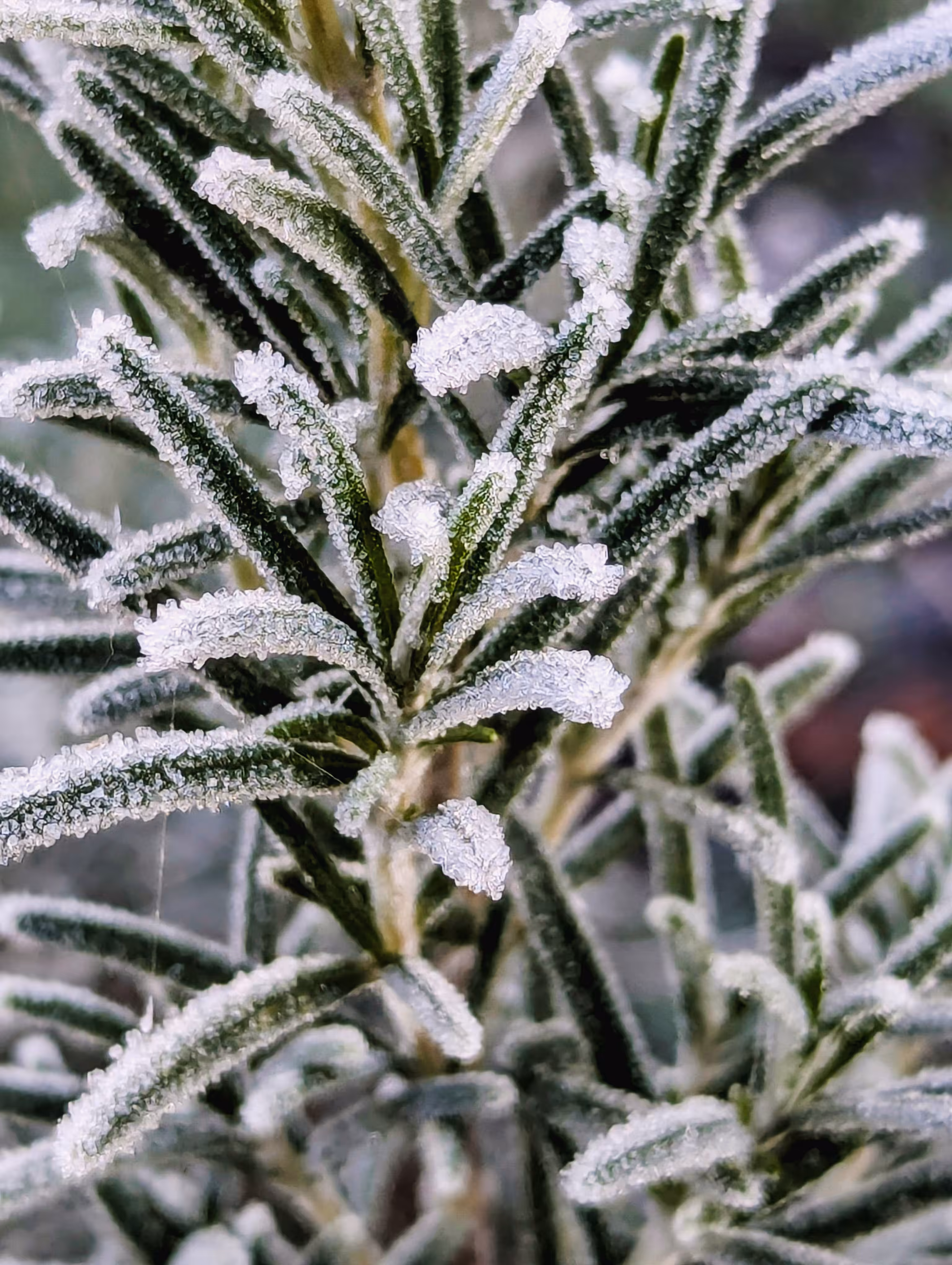 Luke_0x1 Photography : Chill out rosemary
