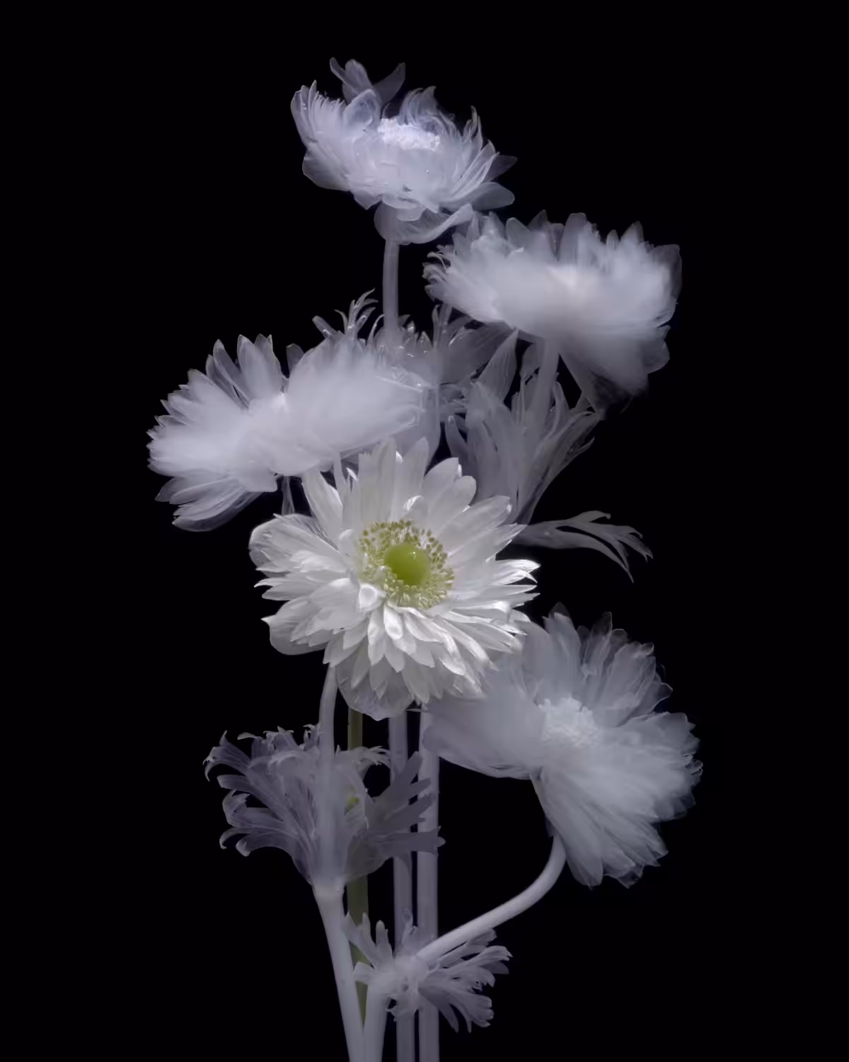 Full Star Anemone