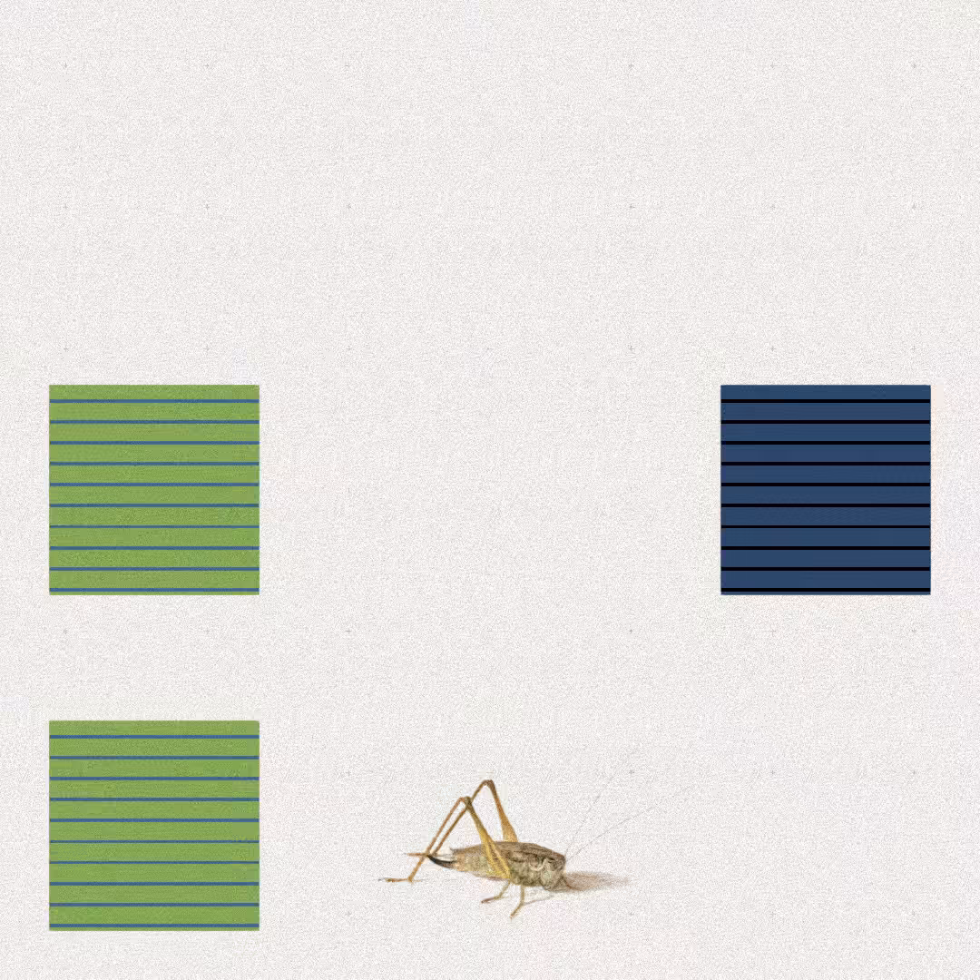 Grasshopper #76