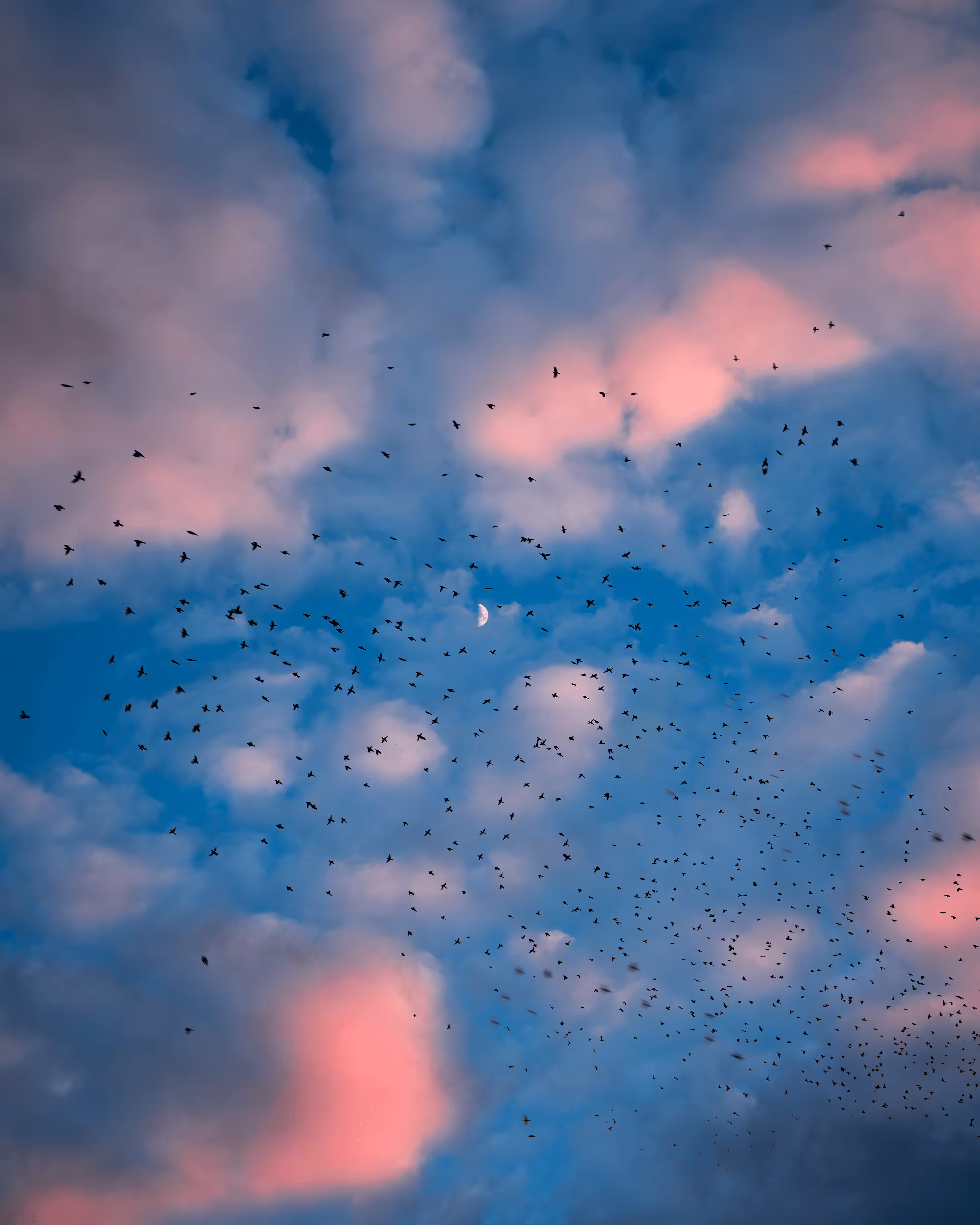 Flock of Us #19