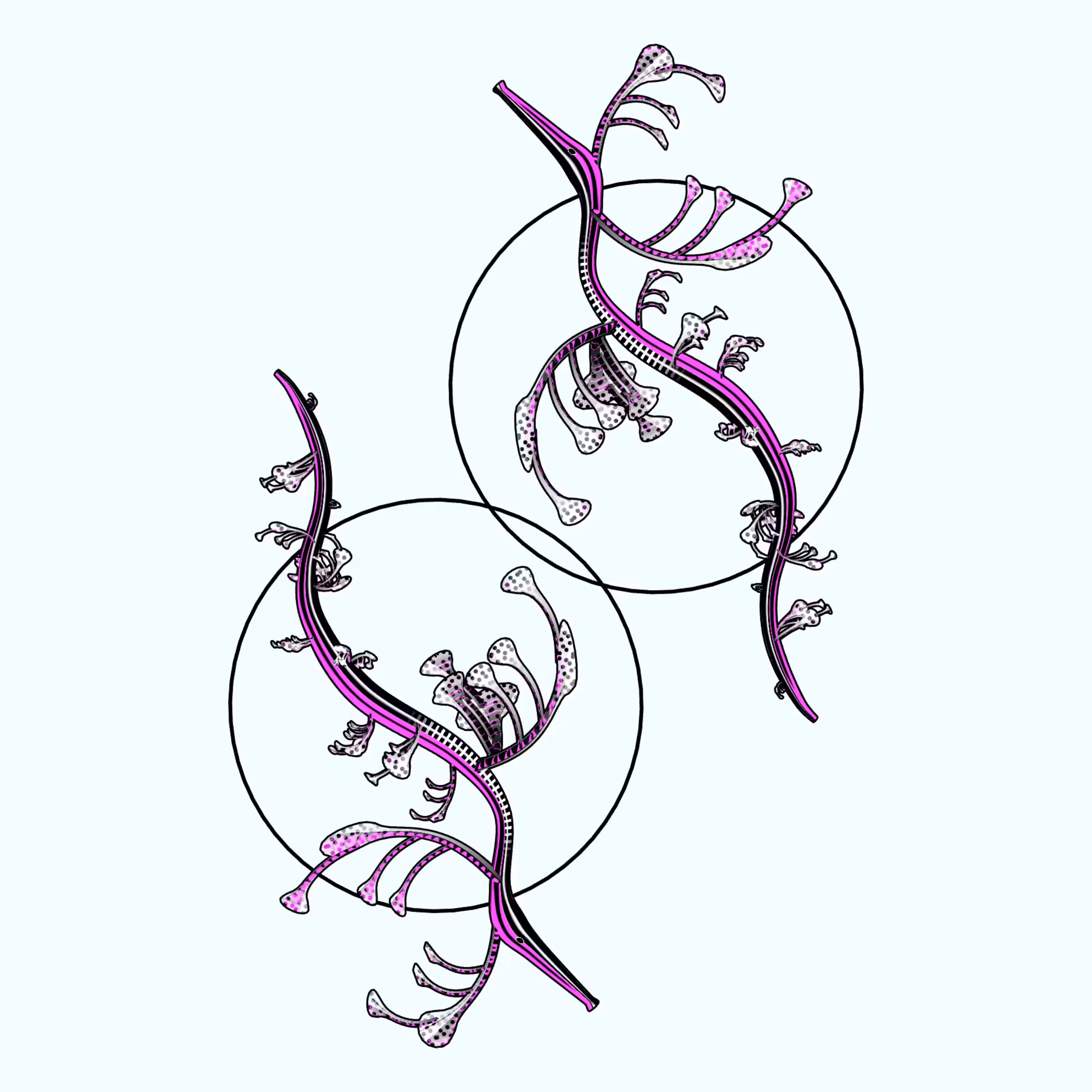 Seadragons #570