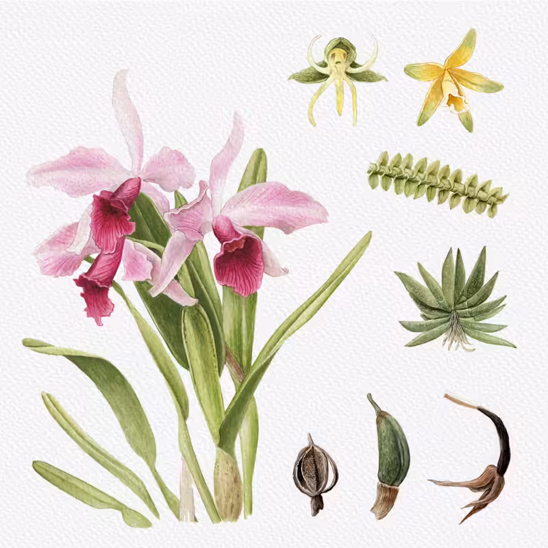 Botanical Illustration - Orchids 1 #83