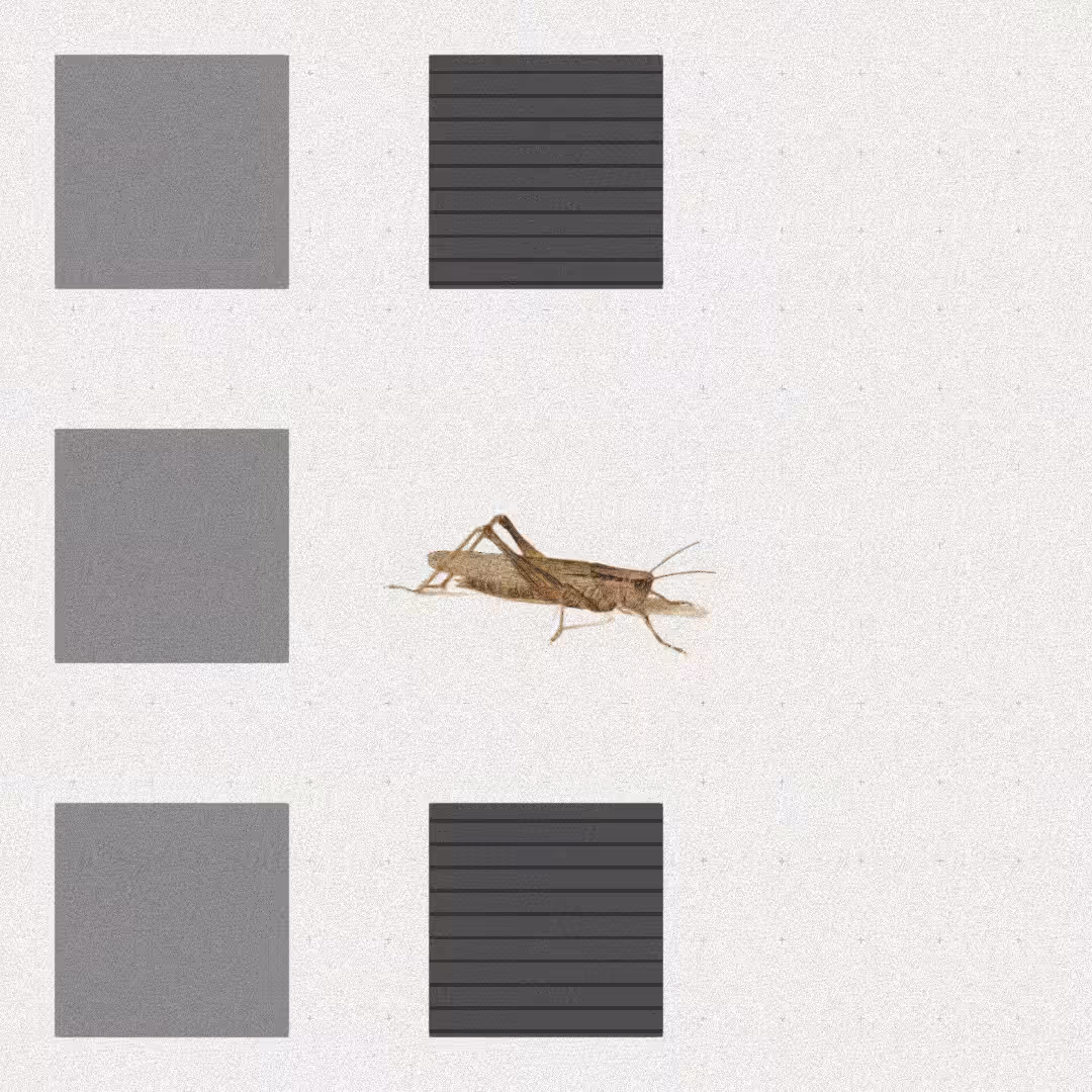 Grasshopper #71