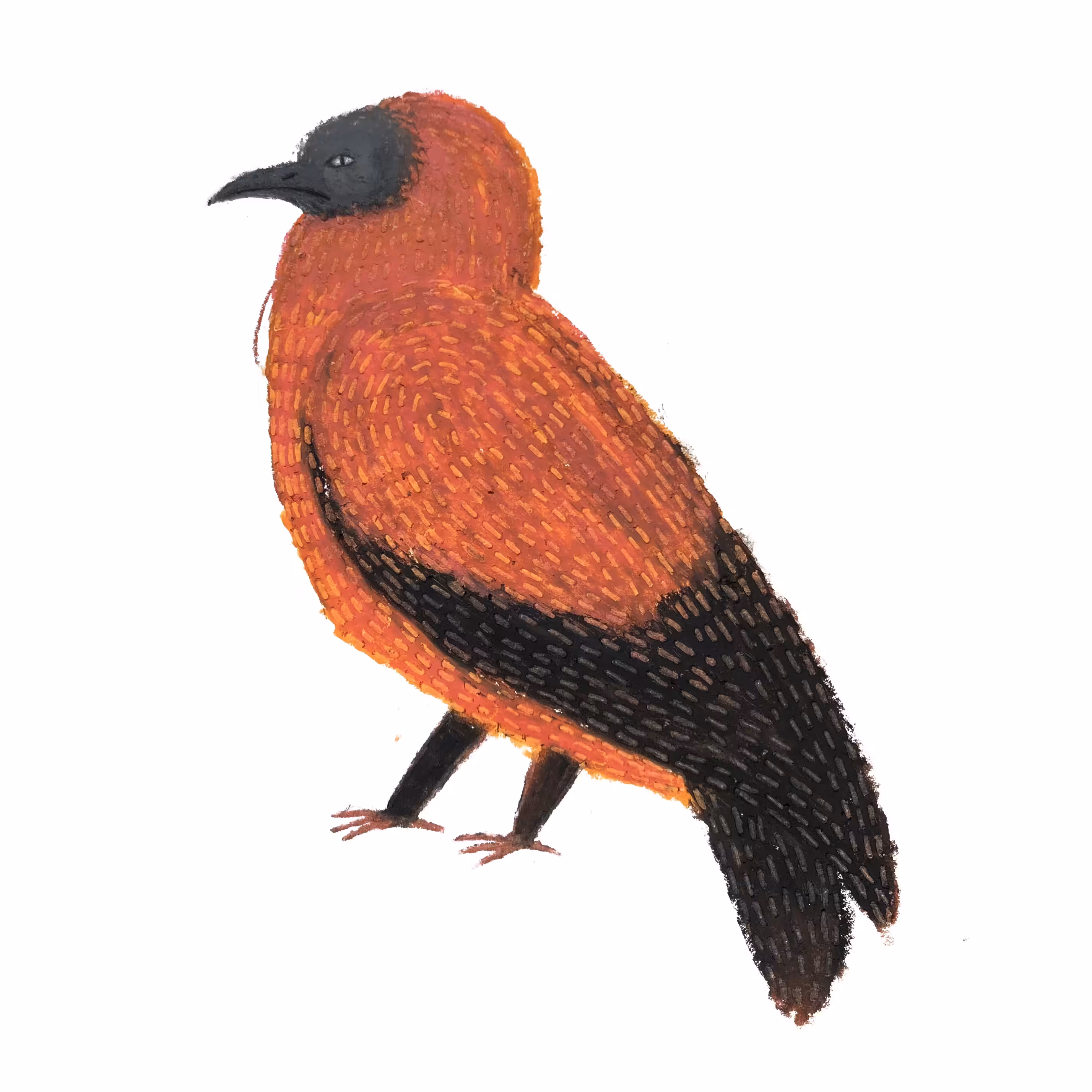 Capuchin Bird of Haley