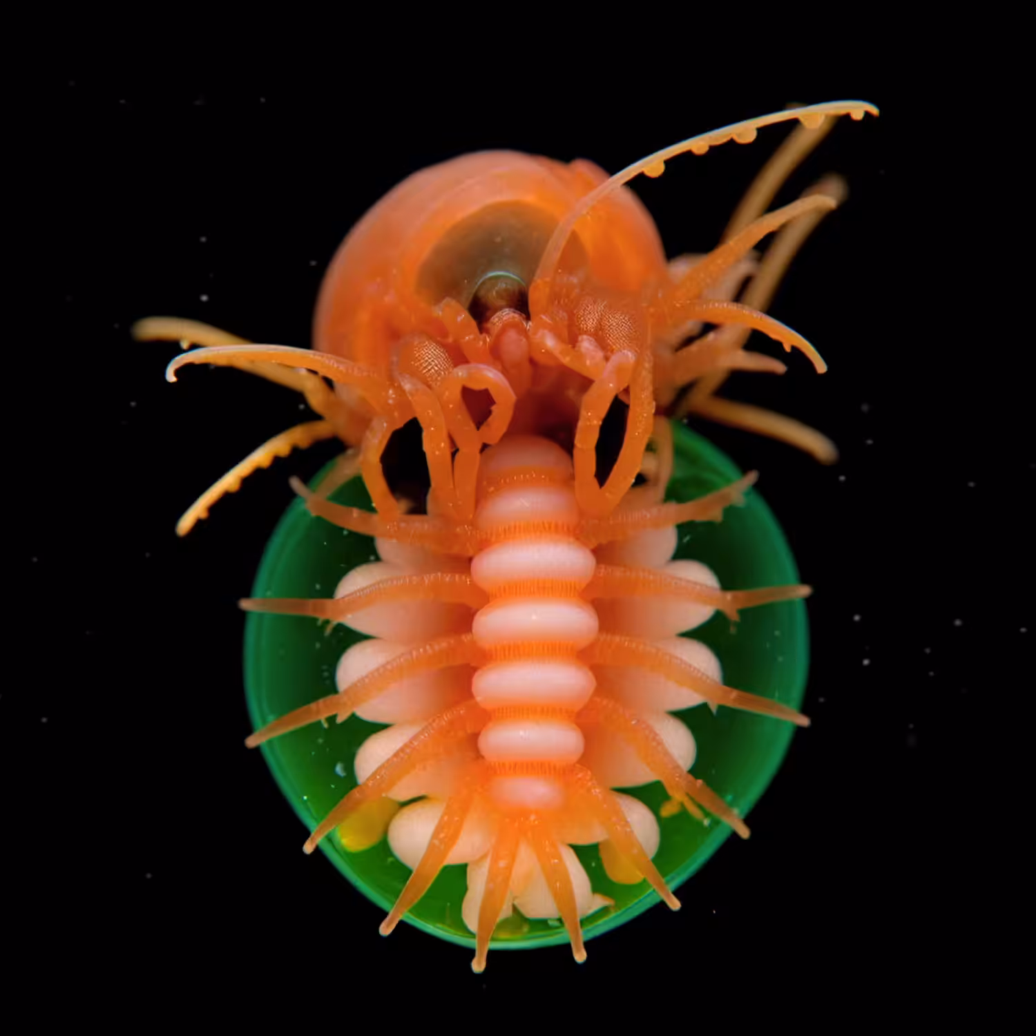 Nautilus Pulchra