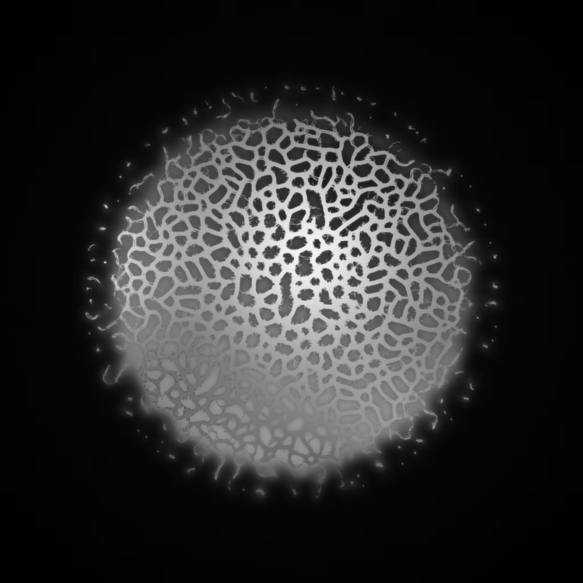 Agnoscopic #4