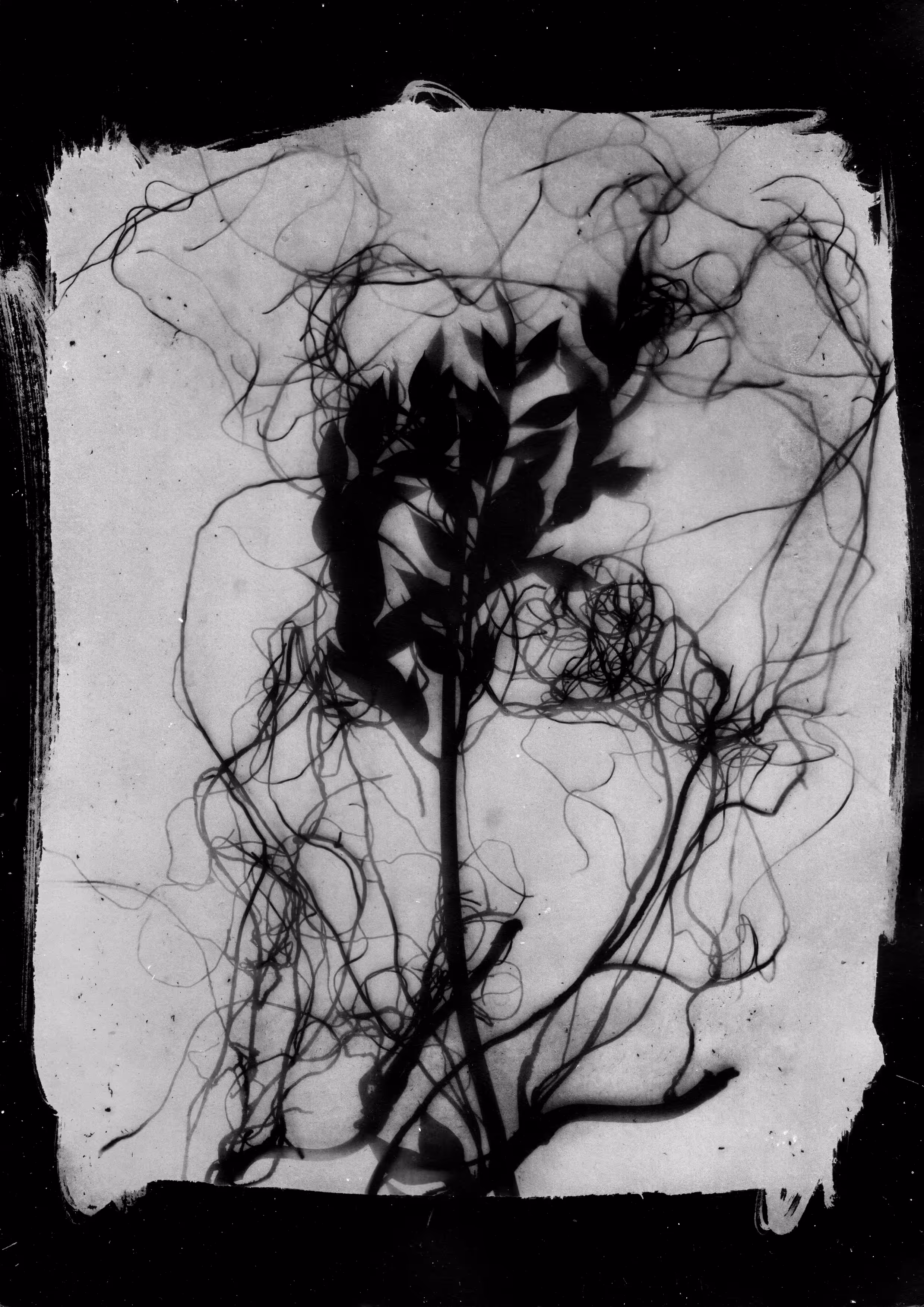 Roots II