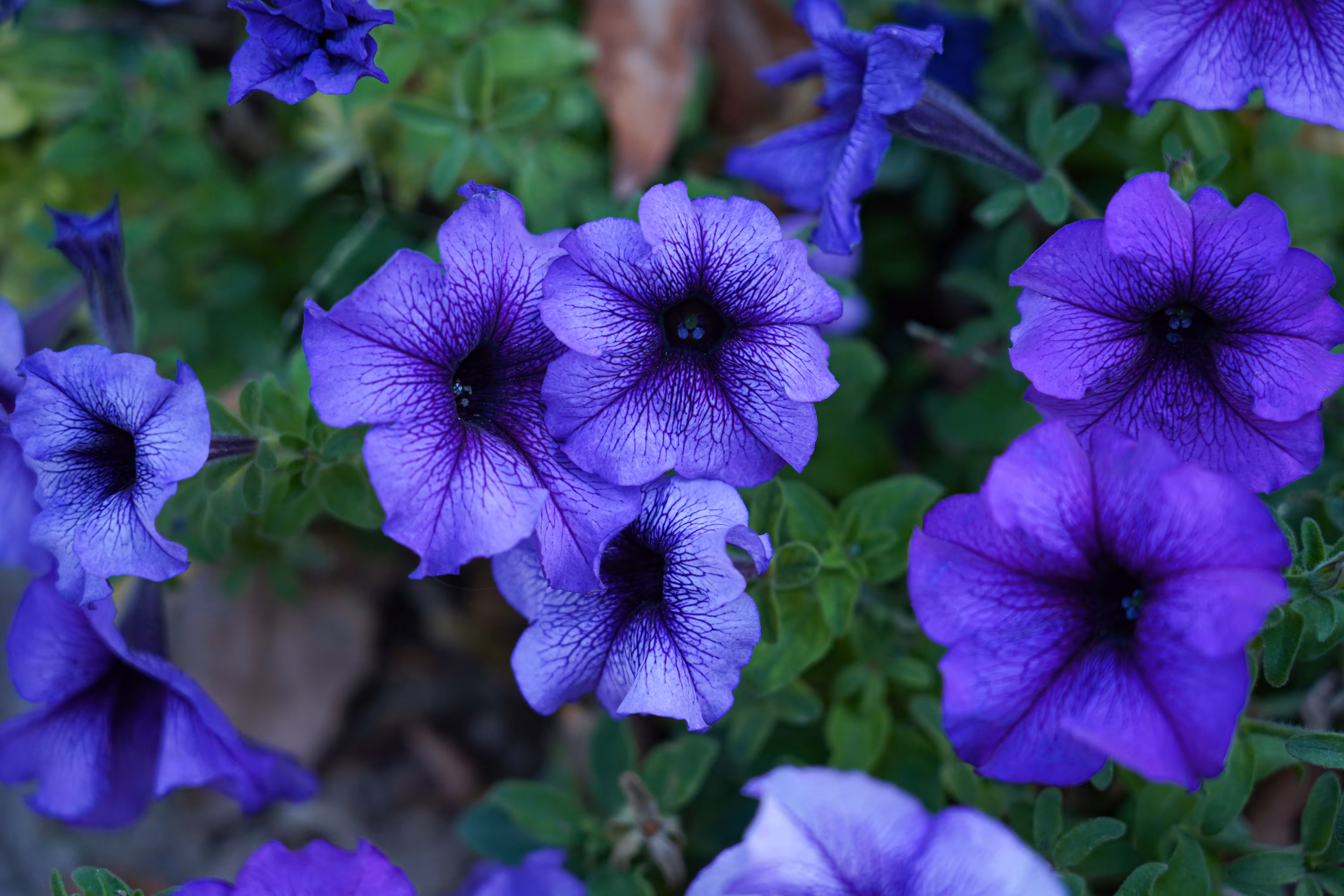 flowers: Whisper of Purple