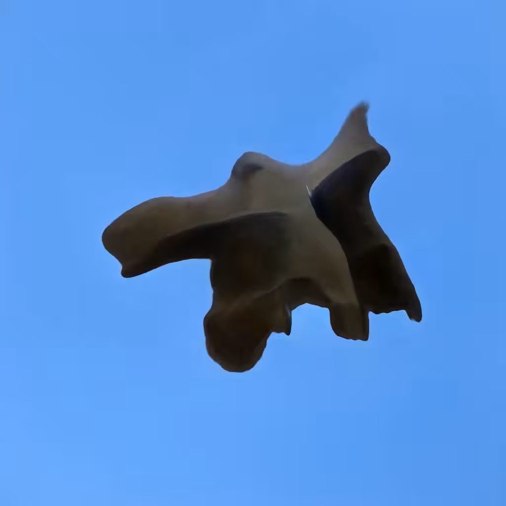Bones In The Sky Marfa No. 182