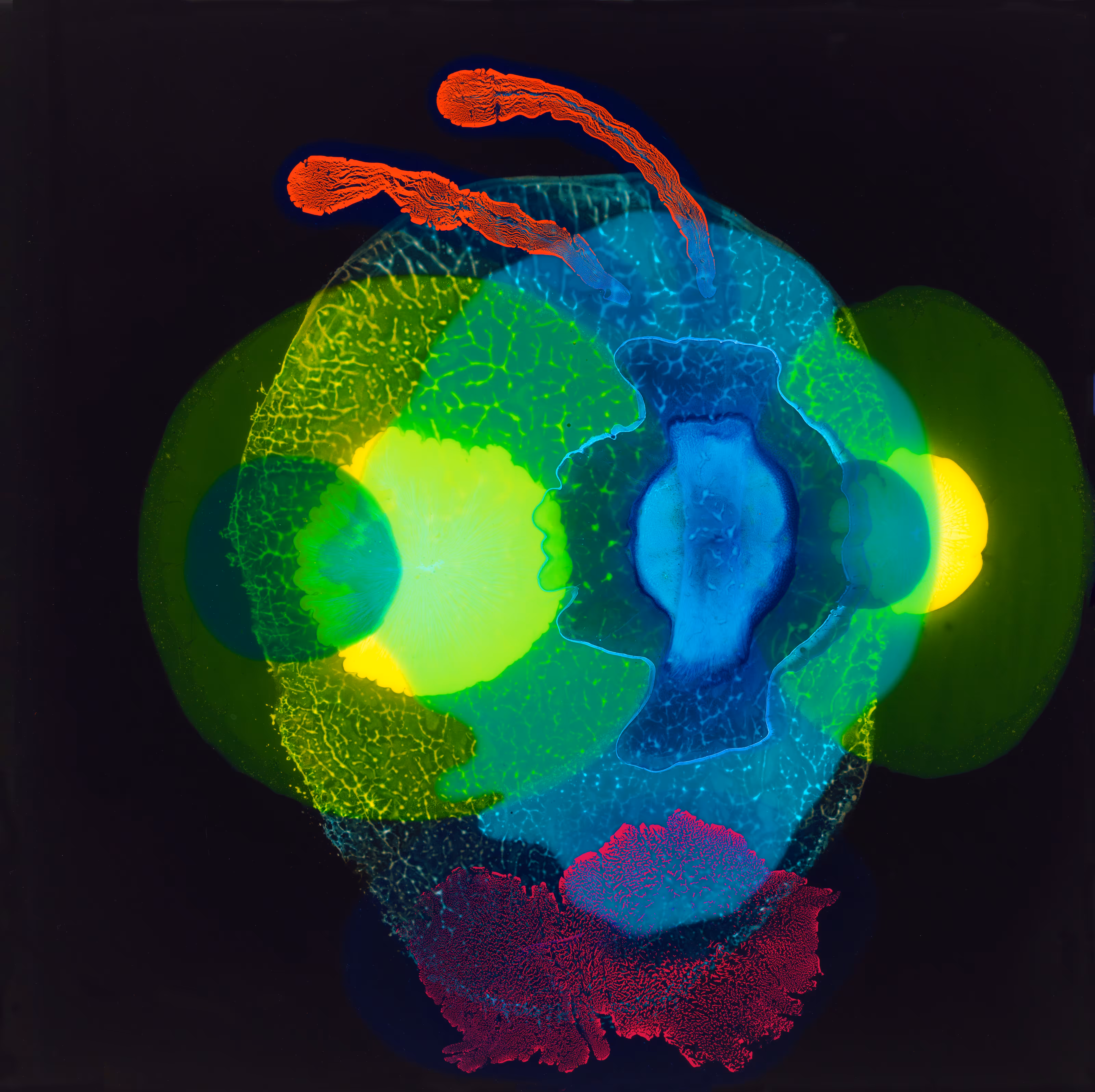 Transmissive