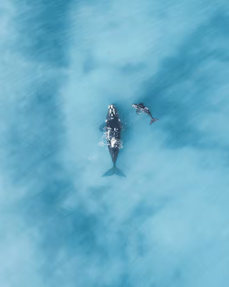 Peaceful Whales