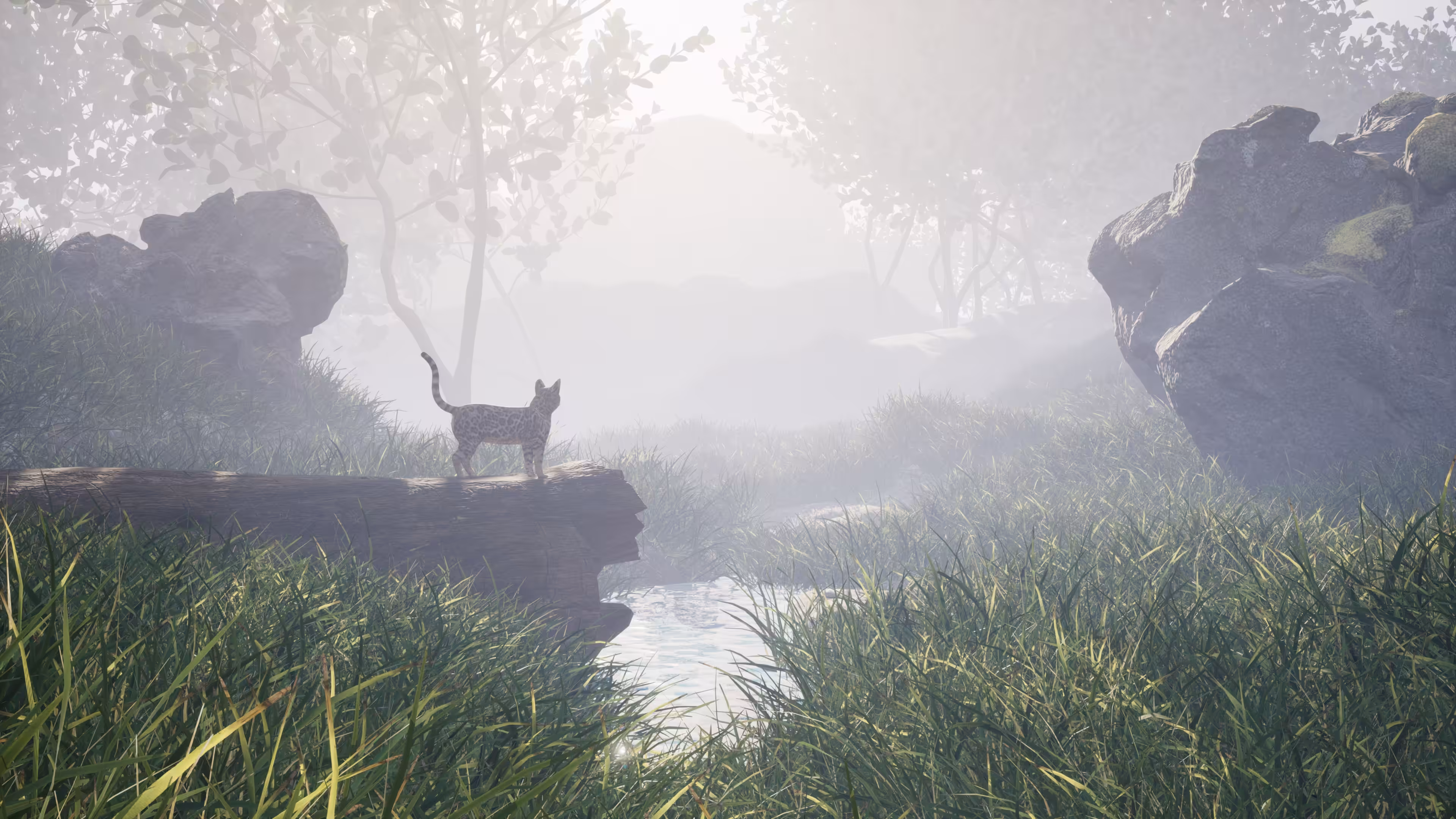 The Dawning