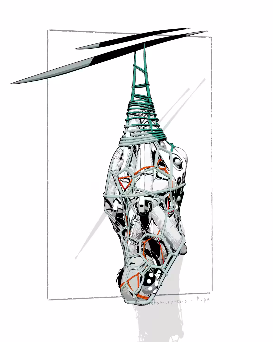 Metamorphosis - Pupa
