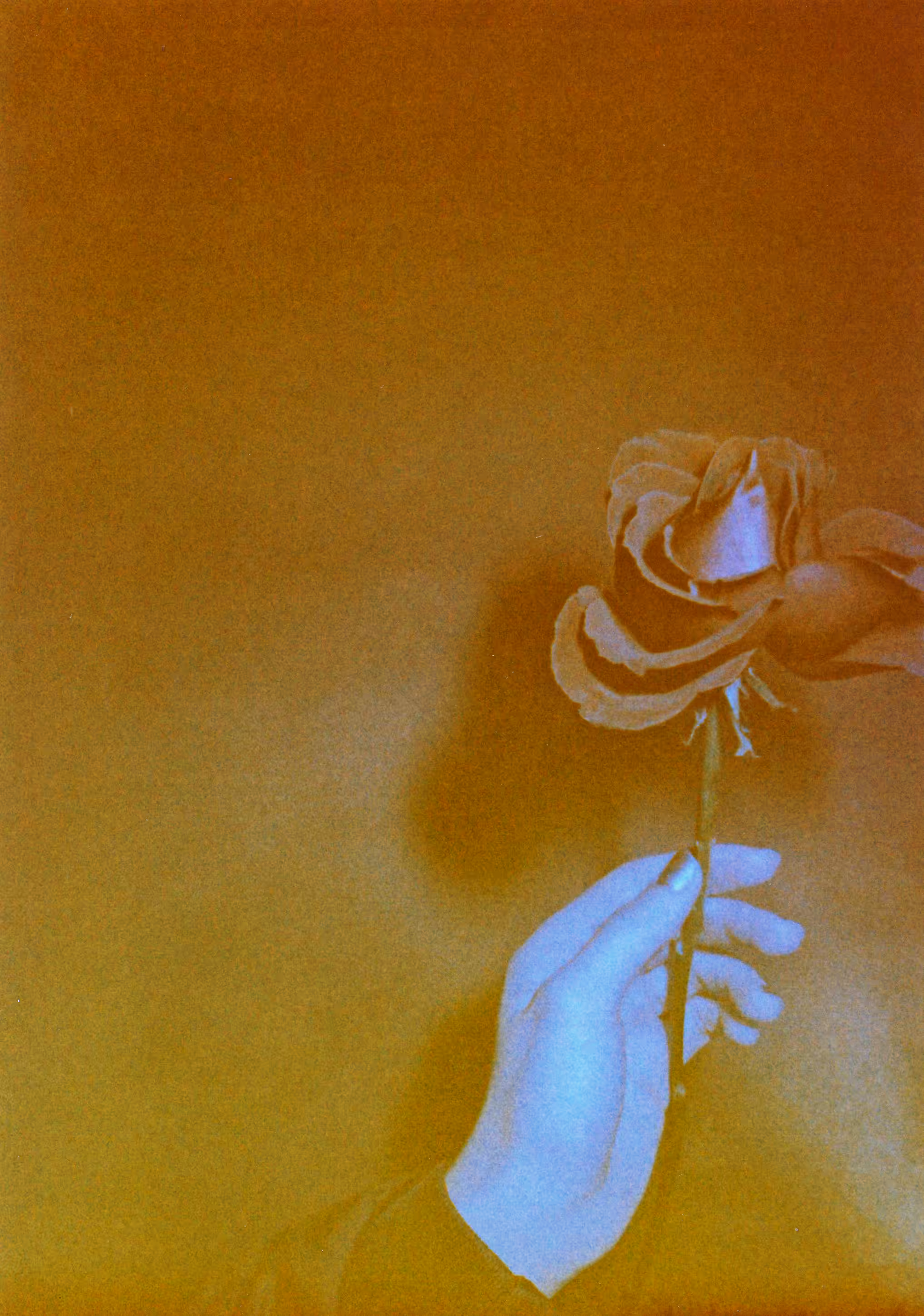 Tender Rot