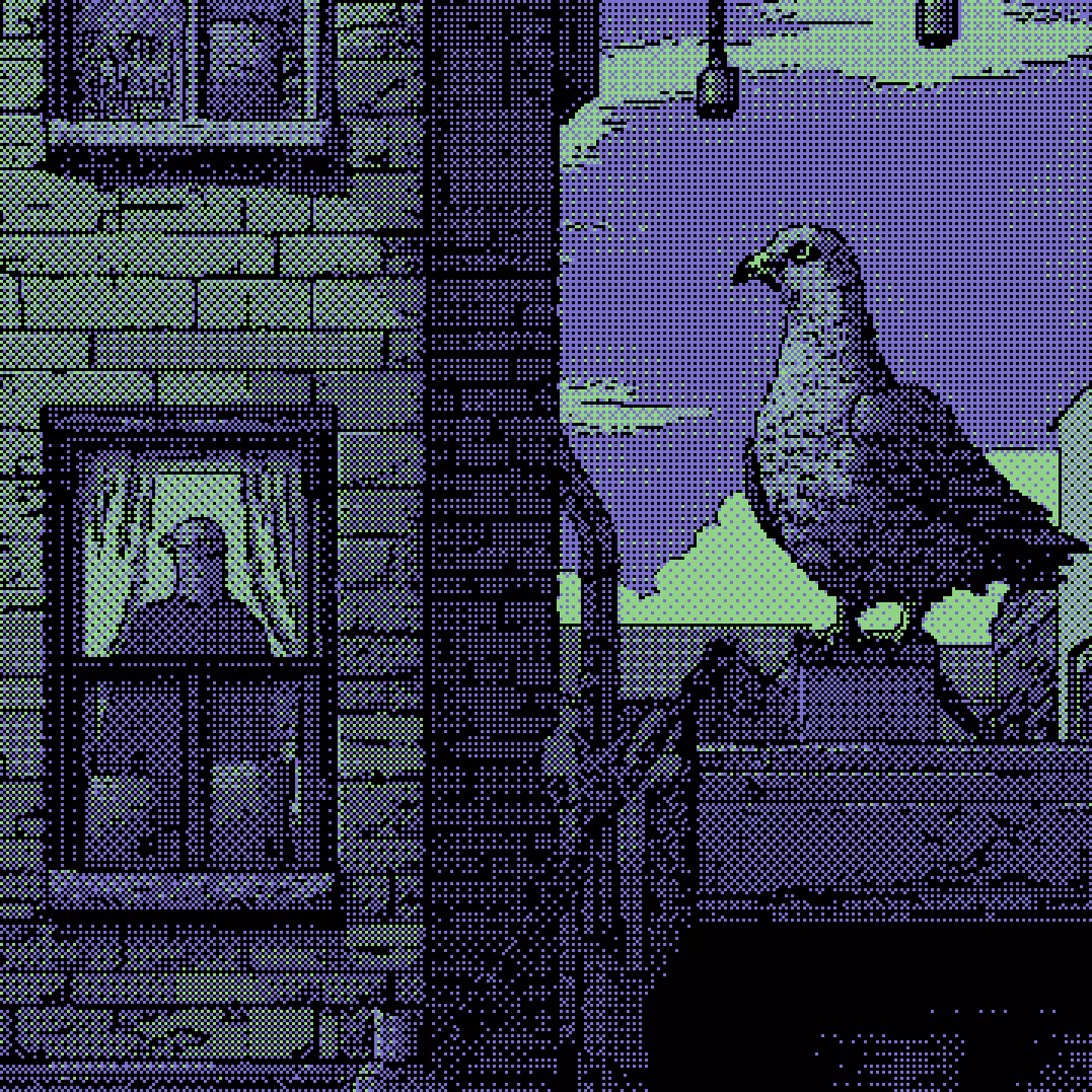 NYC Pigeon