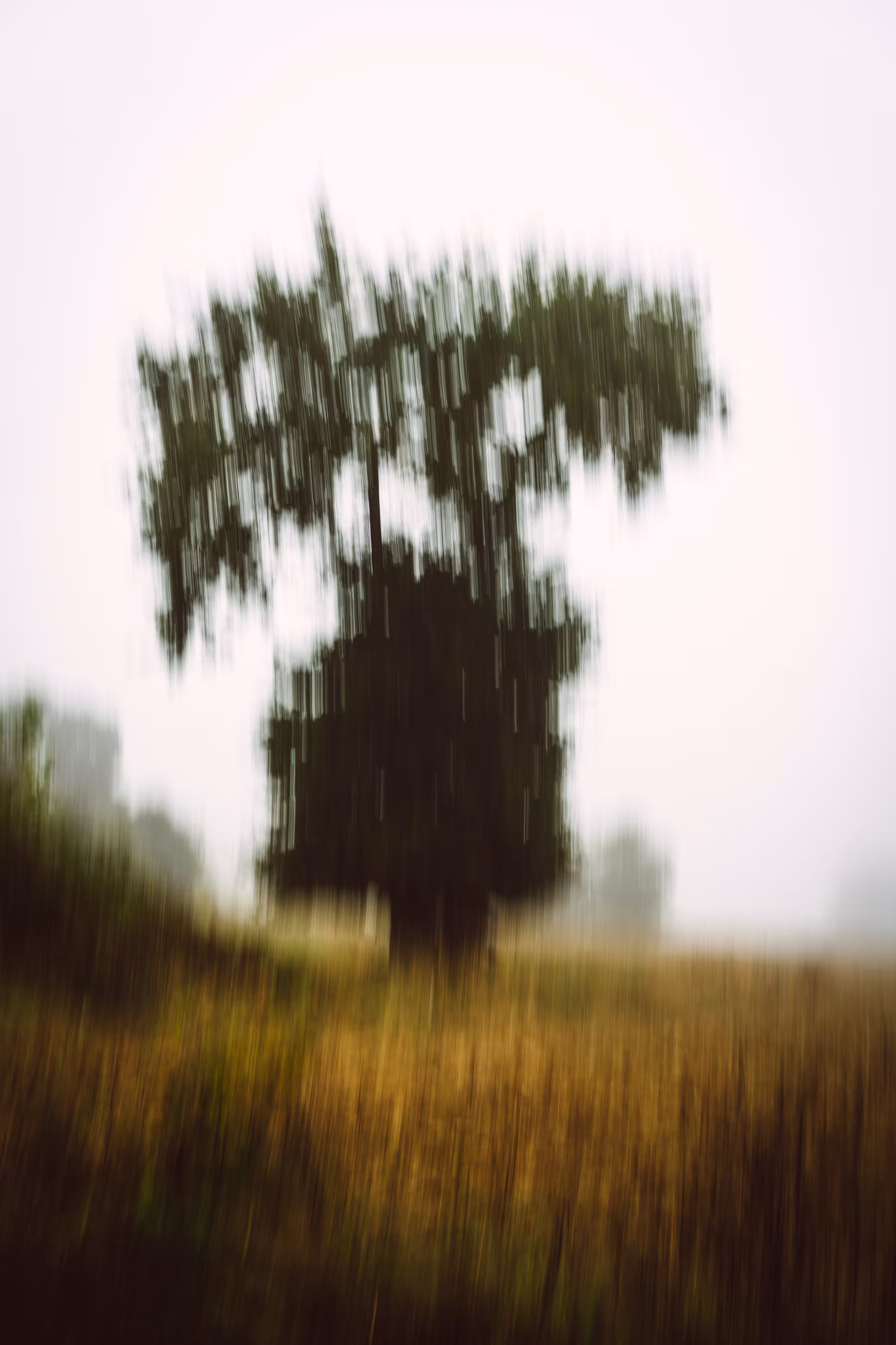 The Lone Tree V