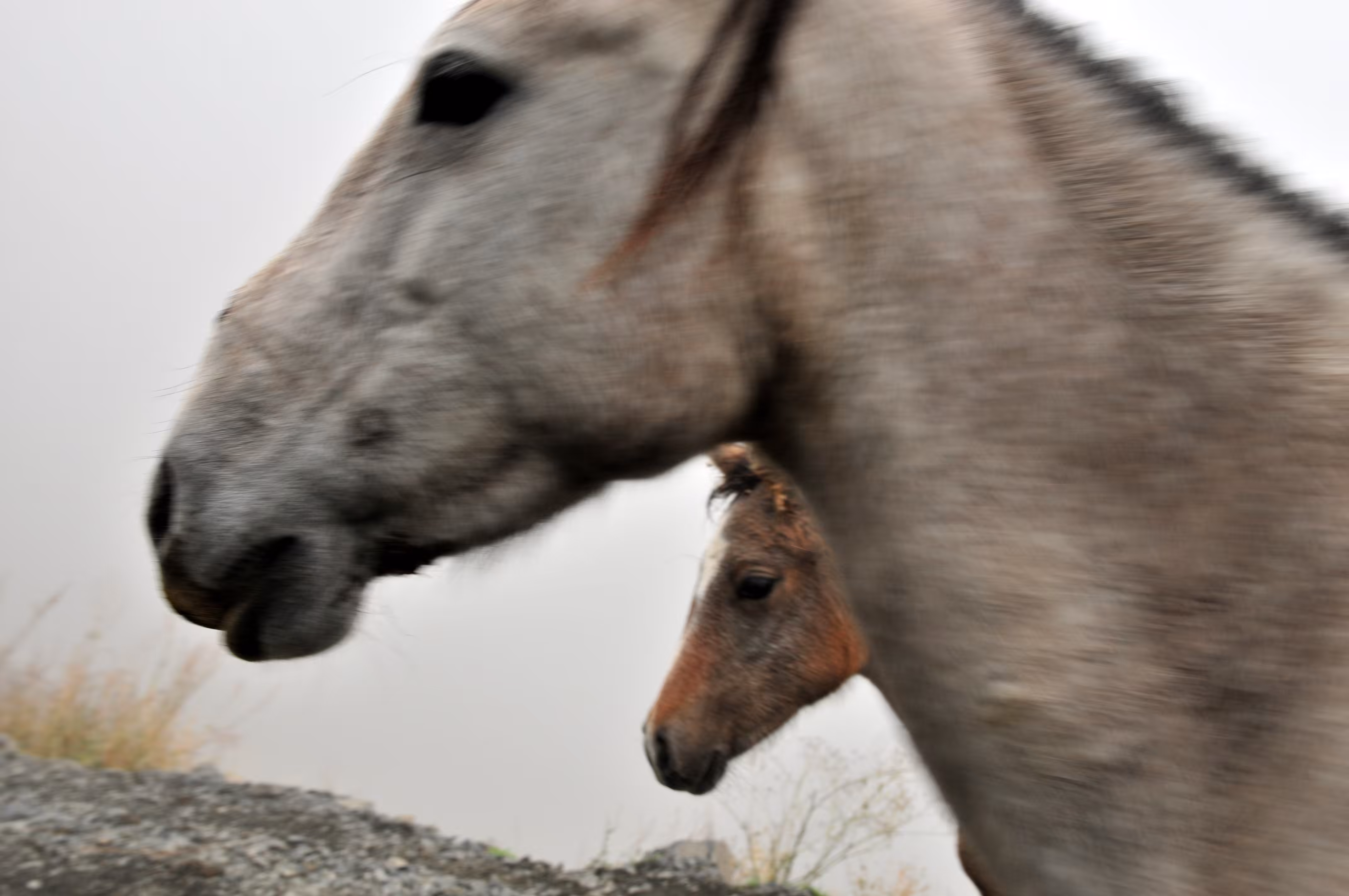 Mare with foal
