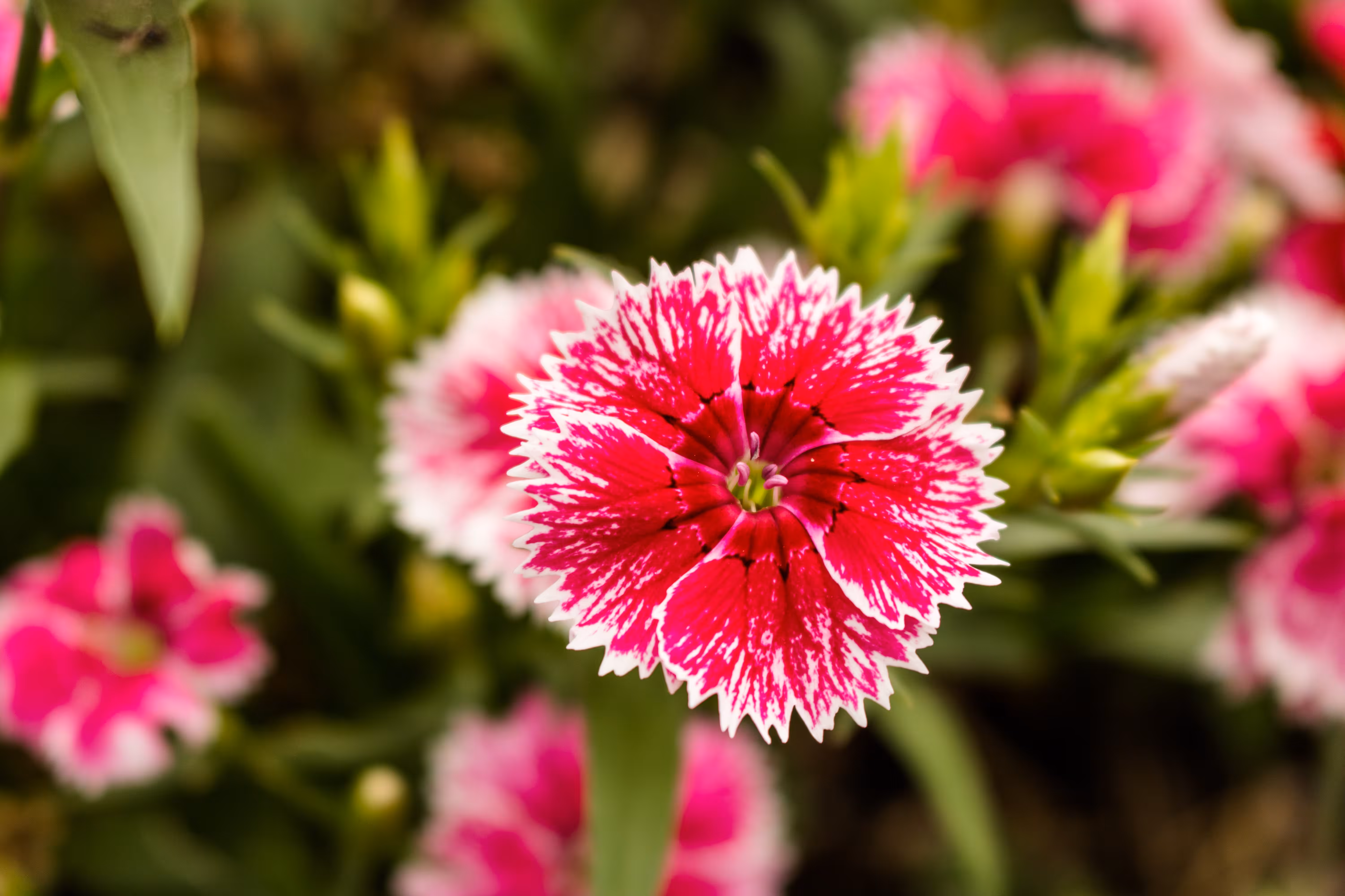 pink and white flower