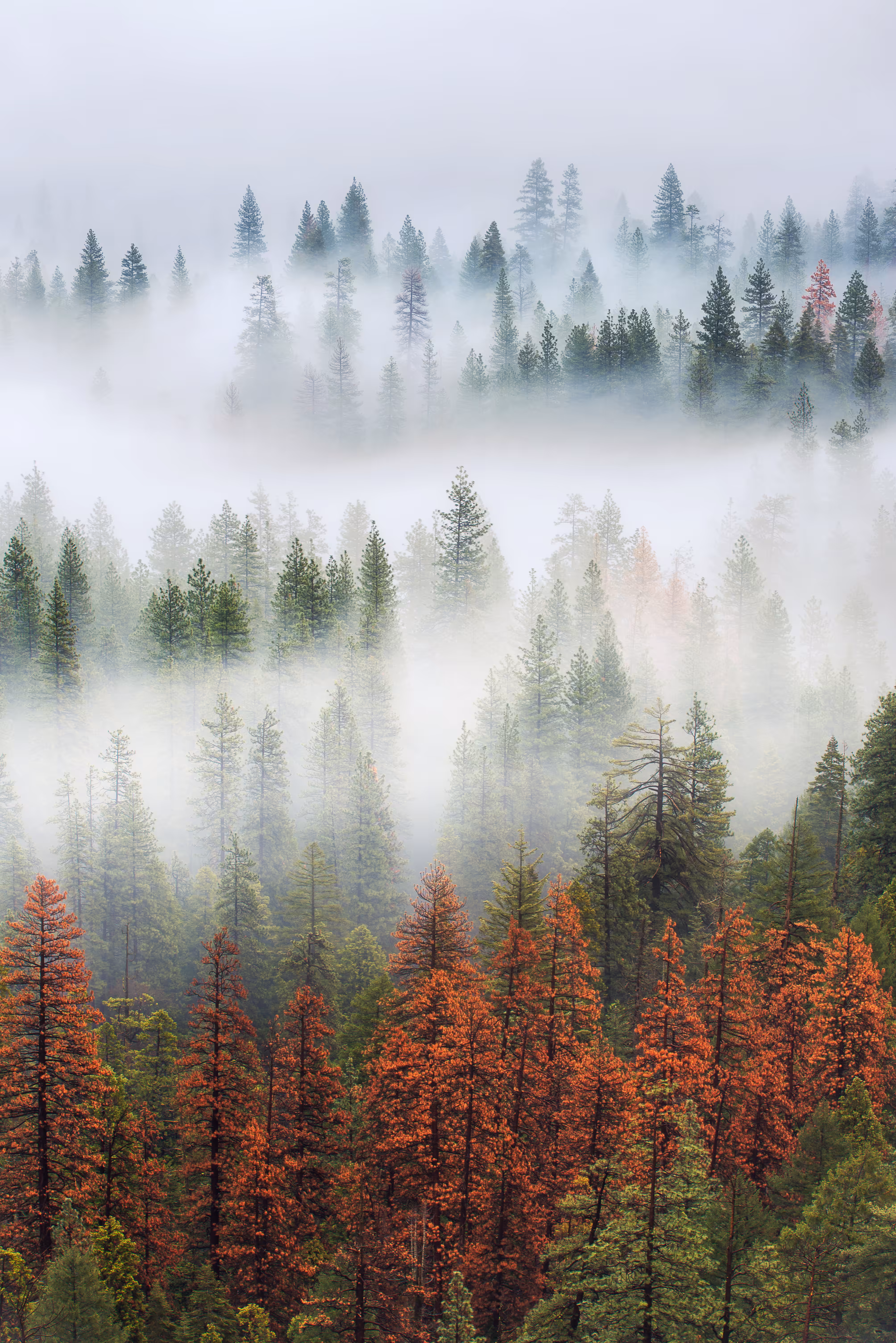 Misty
