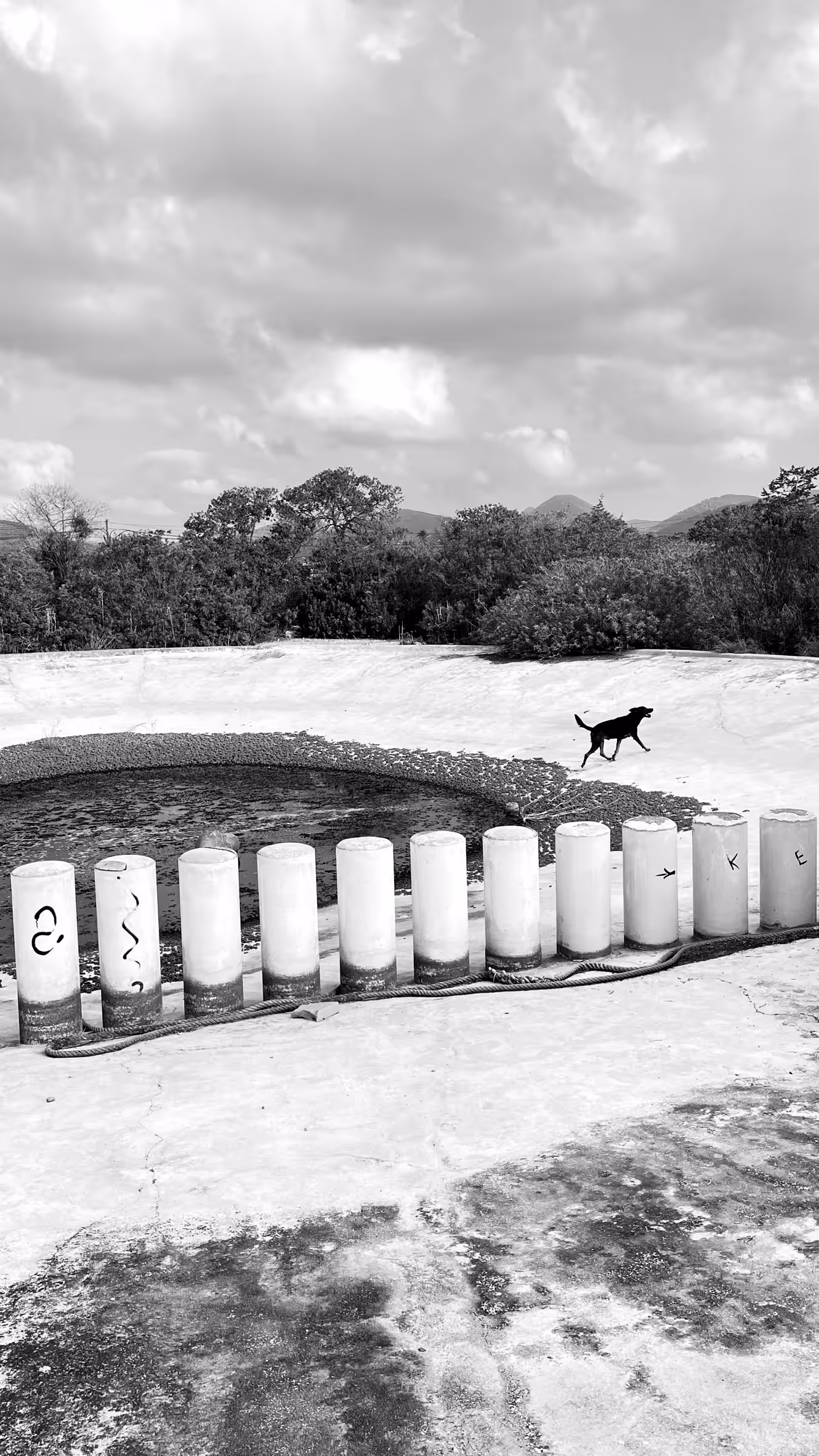 dog B&W