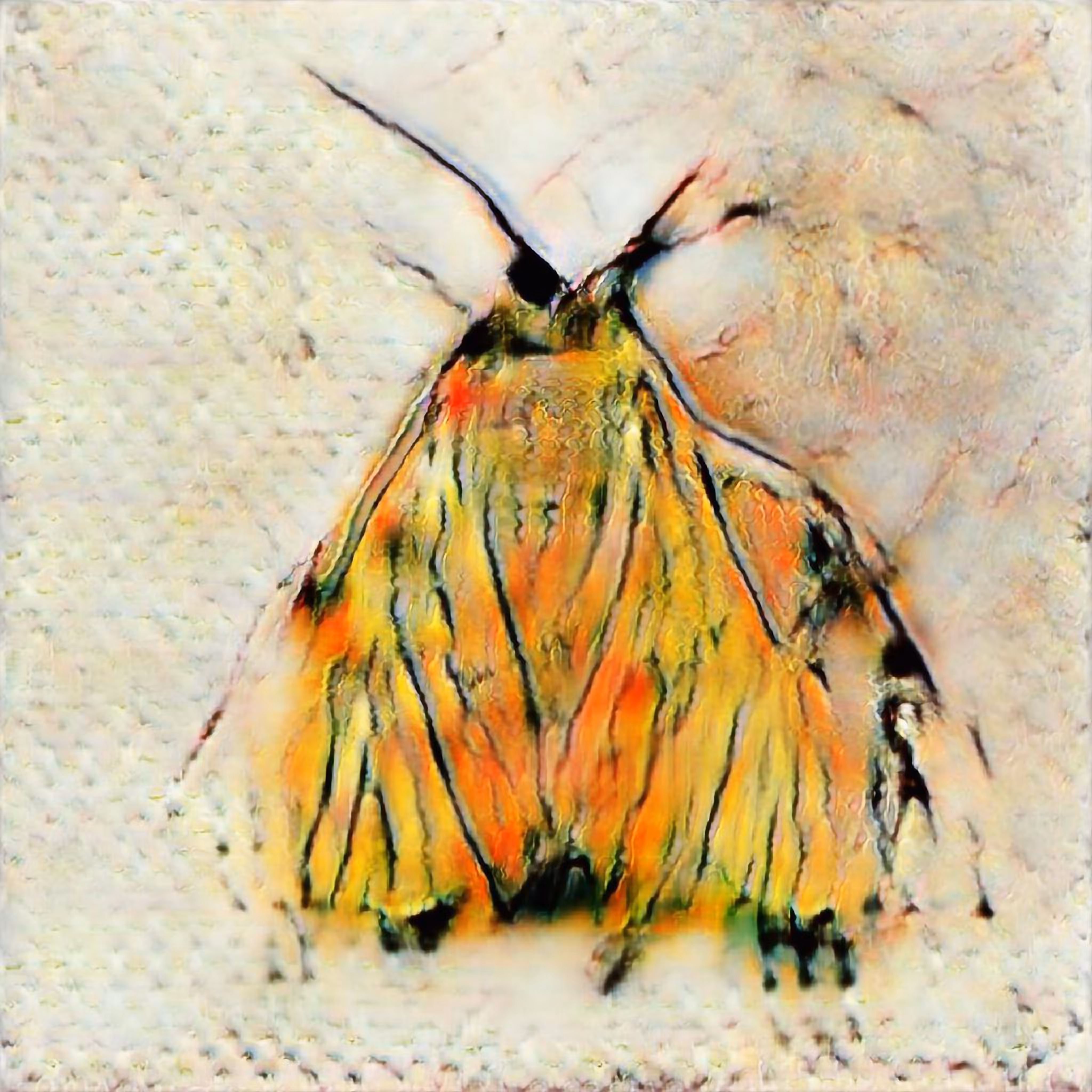 Moth Collection: Study N°2