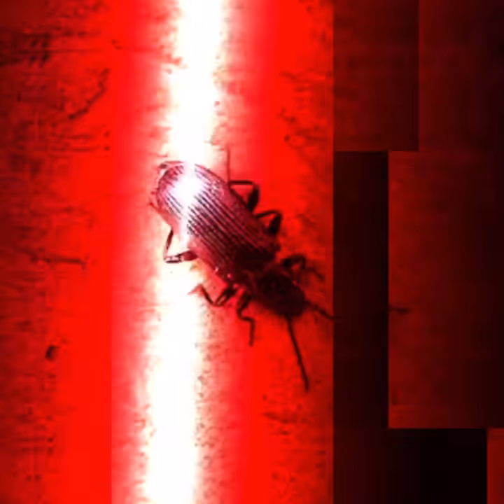 <_Insection_n°1_>